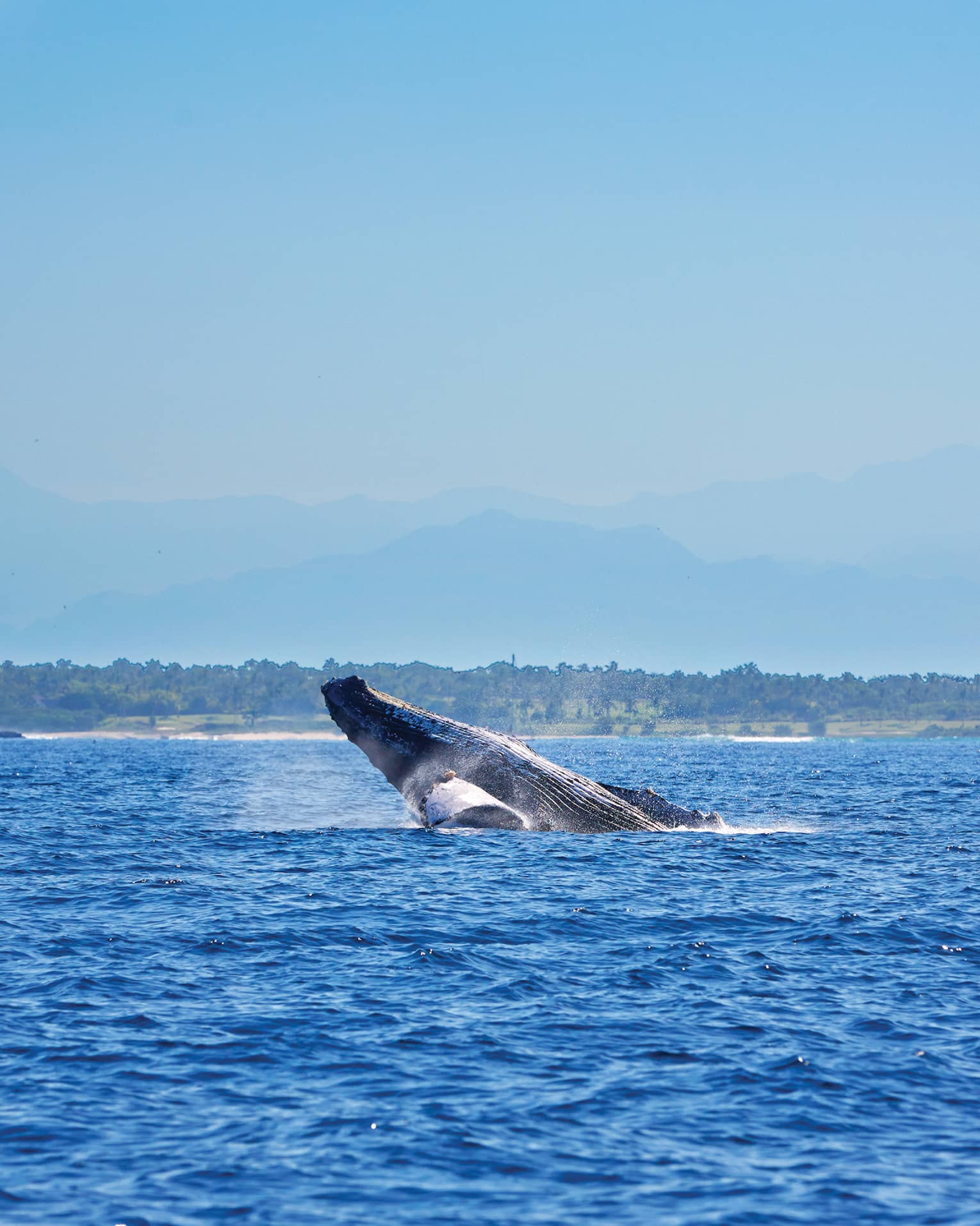 Whale jumping from water on ocean