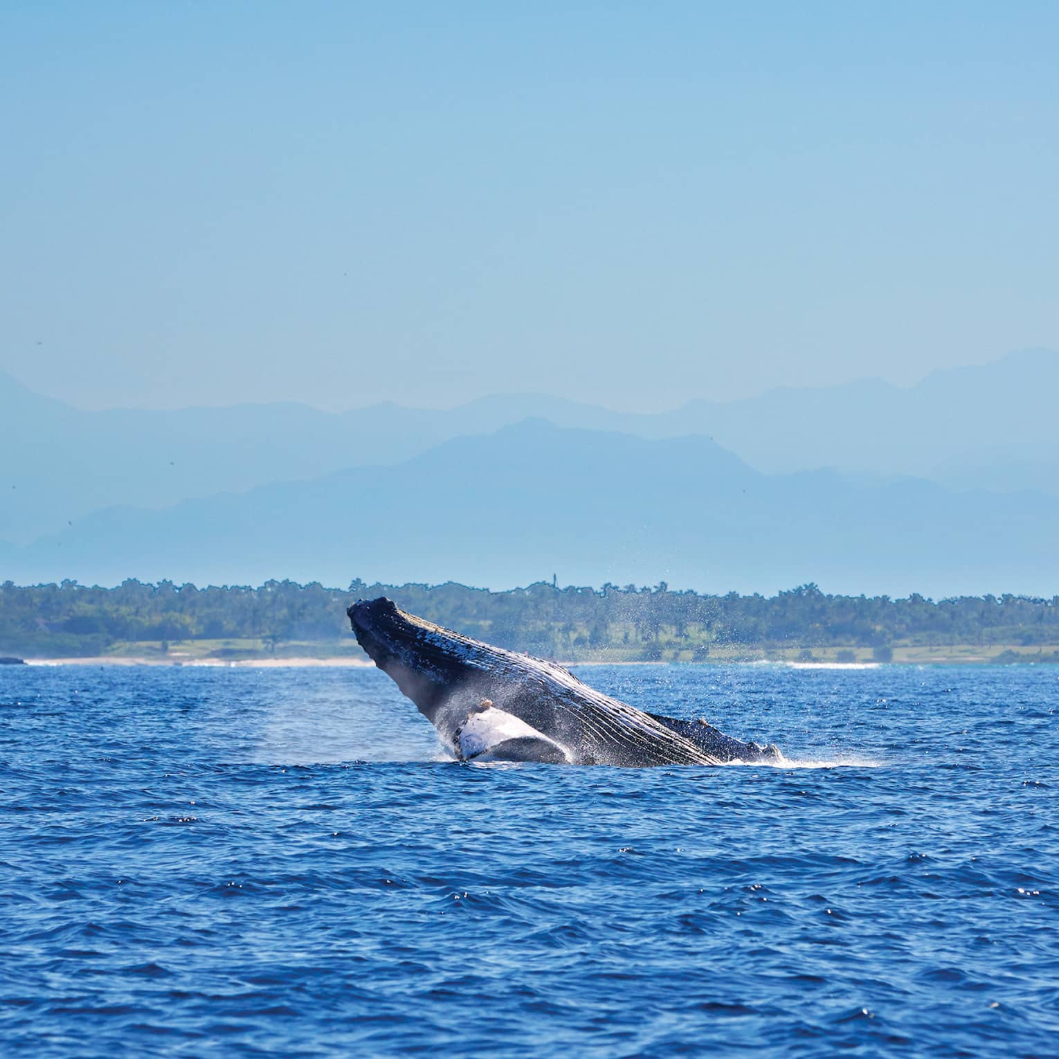 Whale jumping from water on ocean