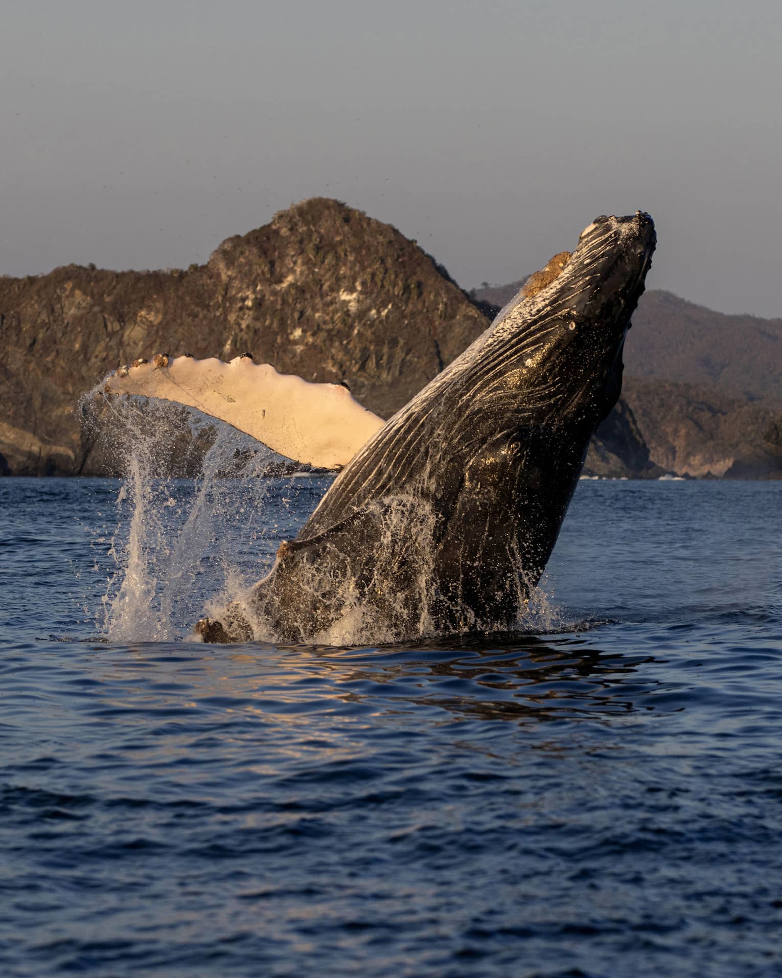 In soft morning light, a majestic humpback whale breaches, water cascading off its front flipper, distant mountains beyond. 
