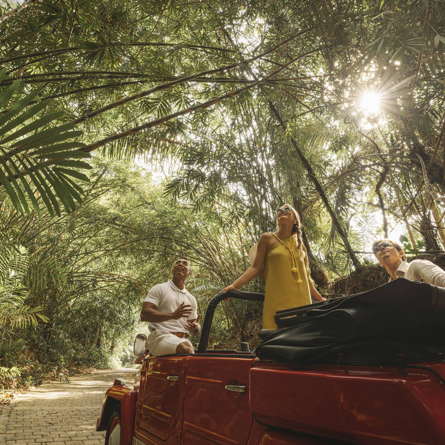 A guide and two guests in a Jeep parked on a brick trail look skyward as sunlight filters through a canopy of palm fronds.
