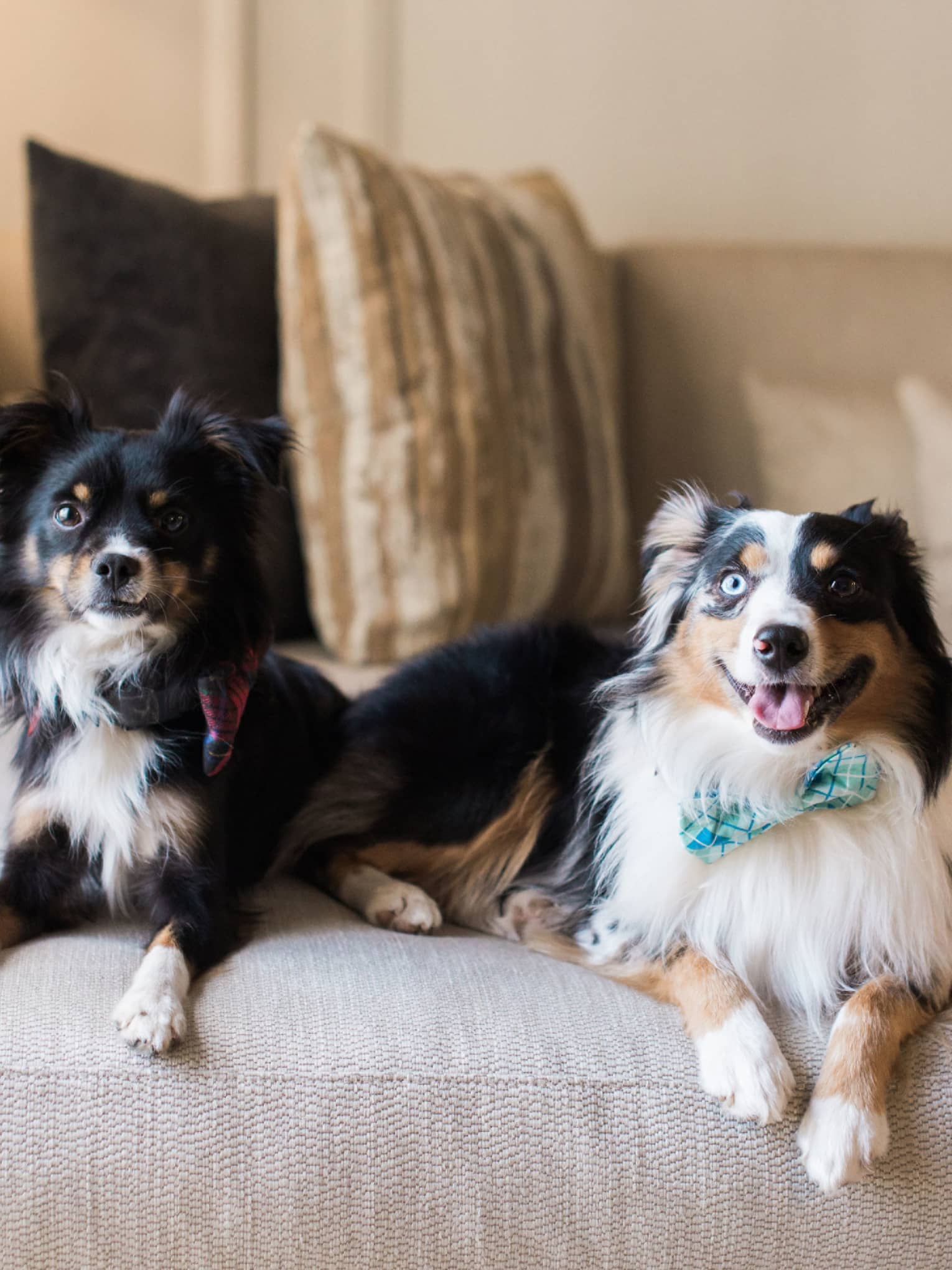 Two dogs laying on a sofa.