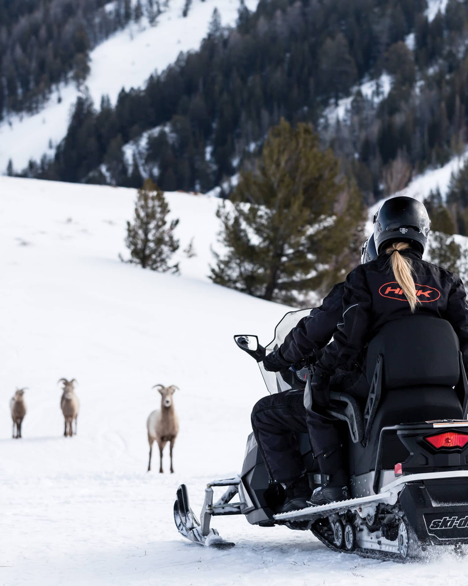 A woman on a snowmobile with a few goats in front of her in the snow.