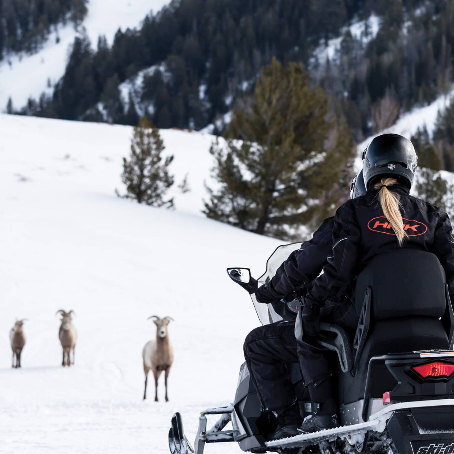 A woman on a snowmobile with a few goats in front of her in the snow.