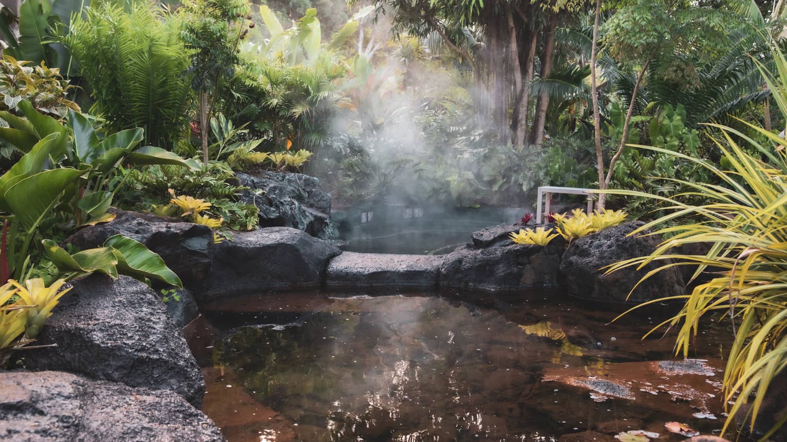 A hot spring surrounded by plants.