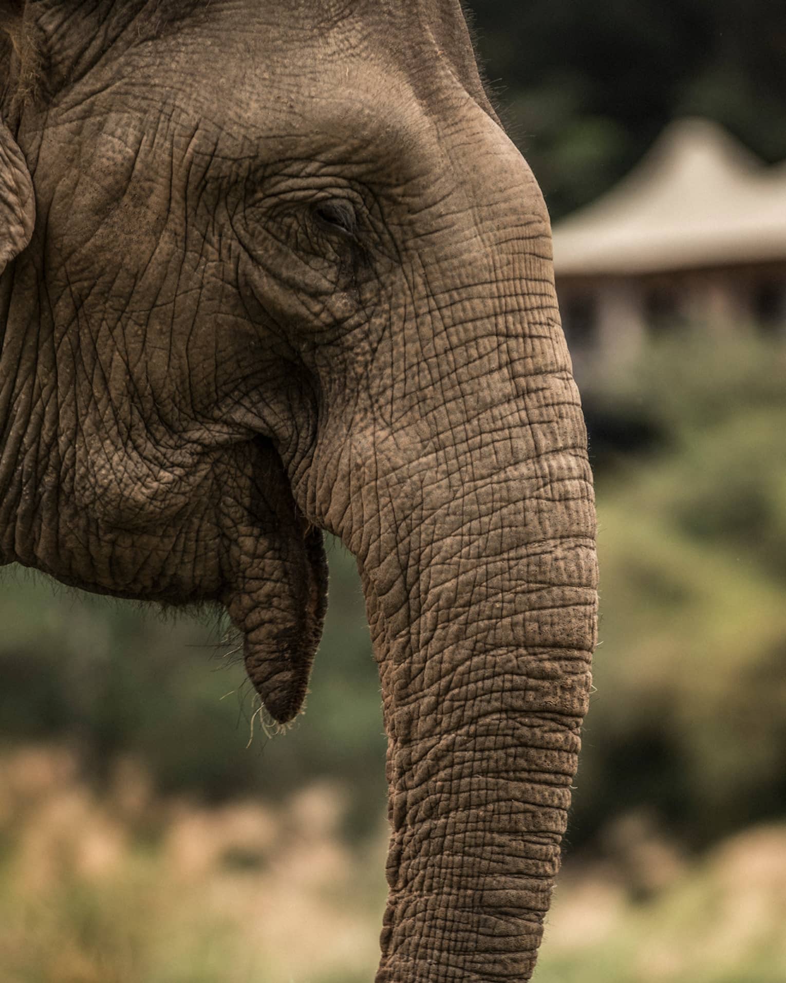 Side view of elephant head, ears, trunk