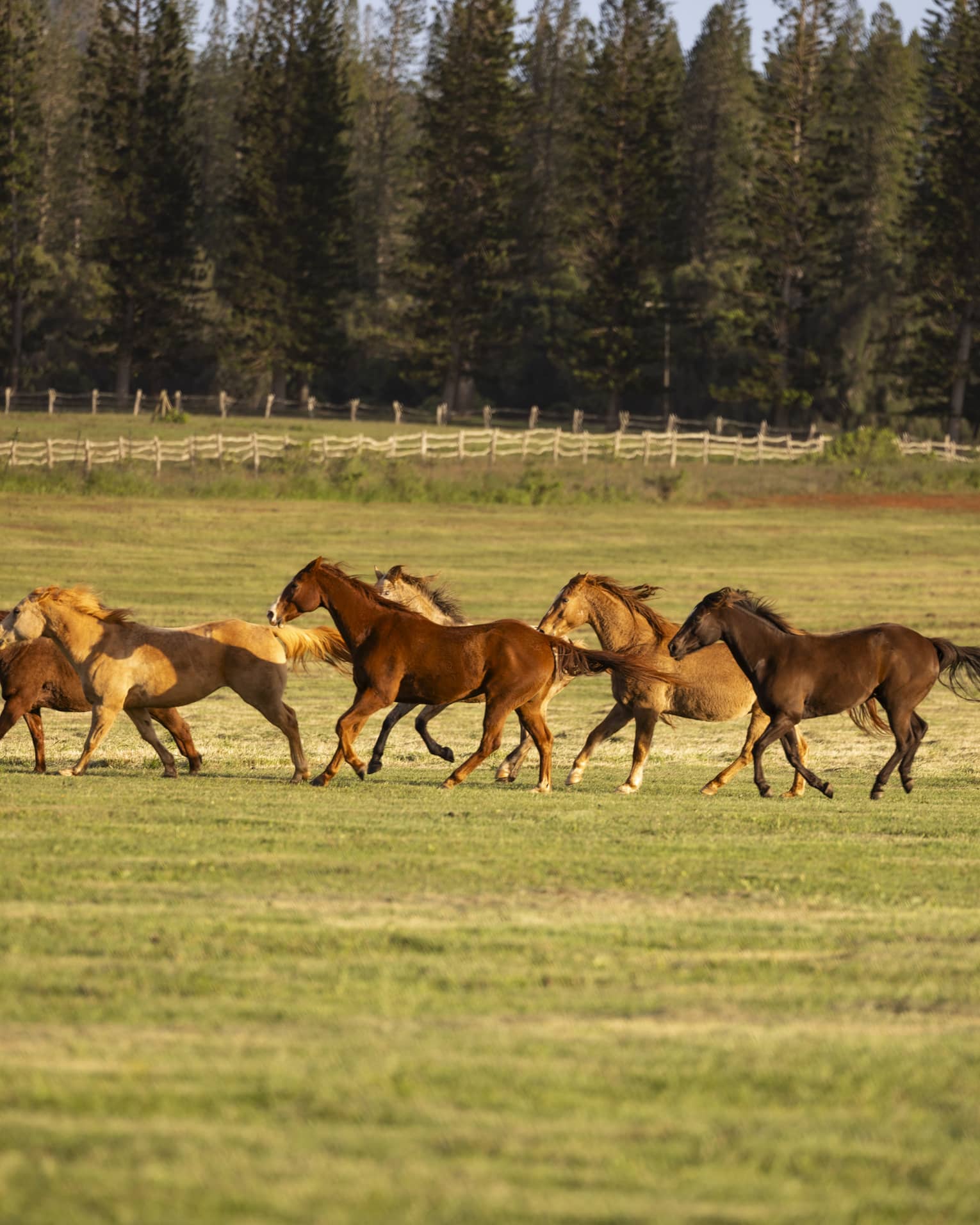 A group of horses run in open field, with forest in the background