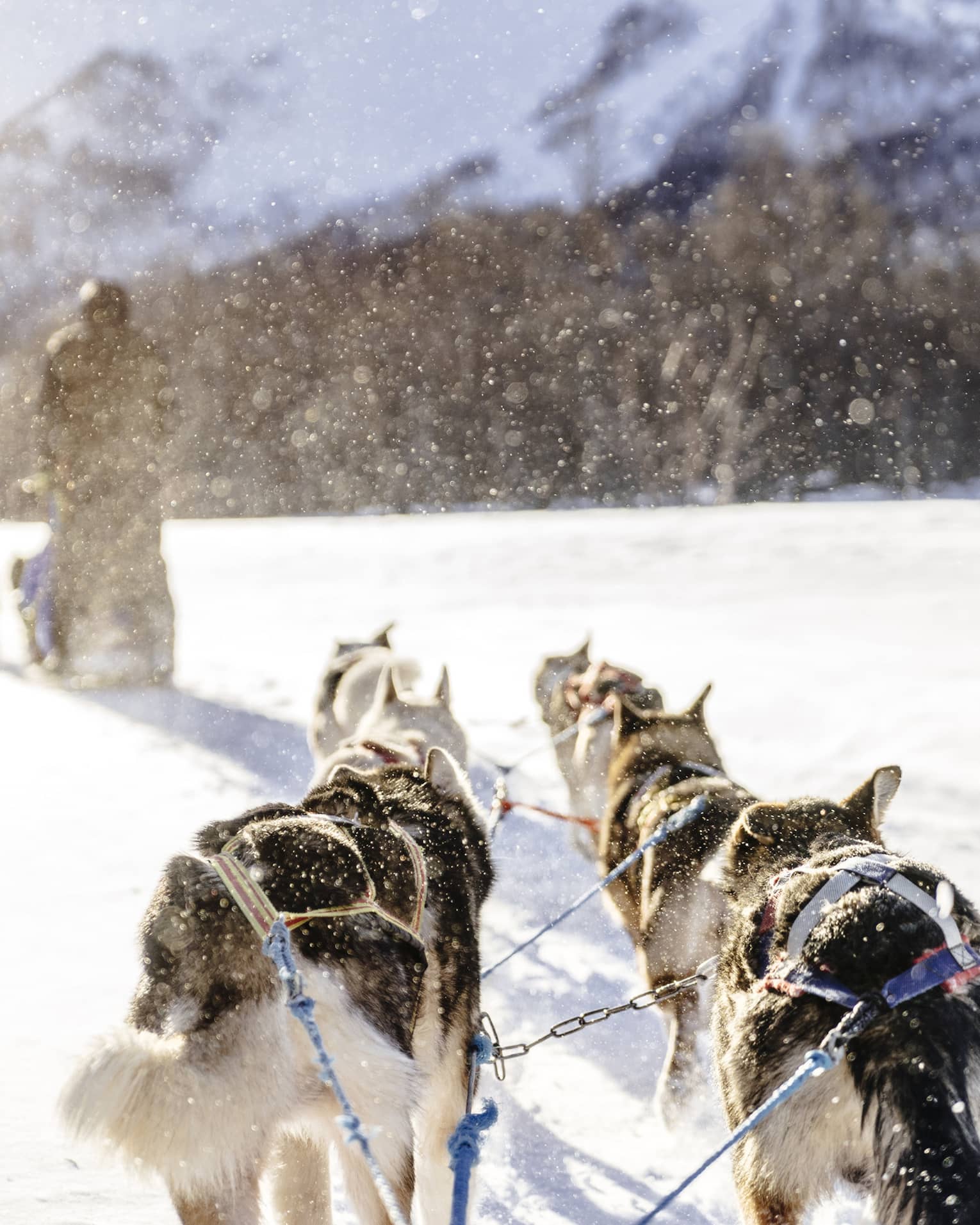 A group of dogs pulling a man on a sled over white snow, with trees and mountains in the distance.
