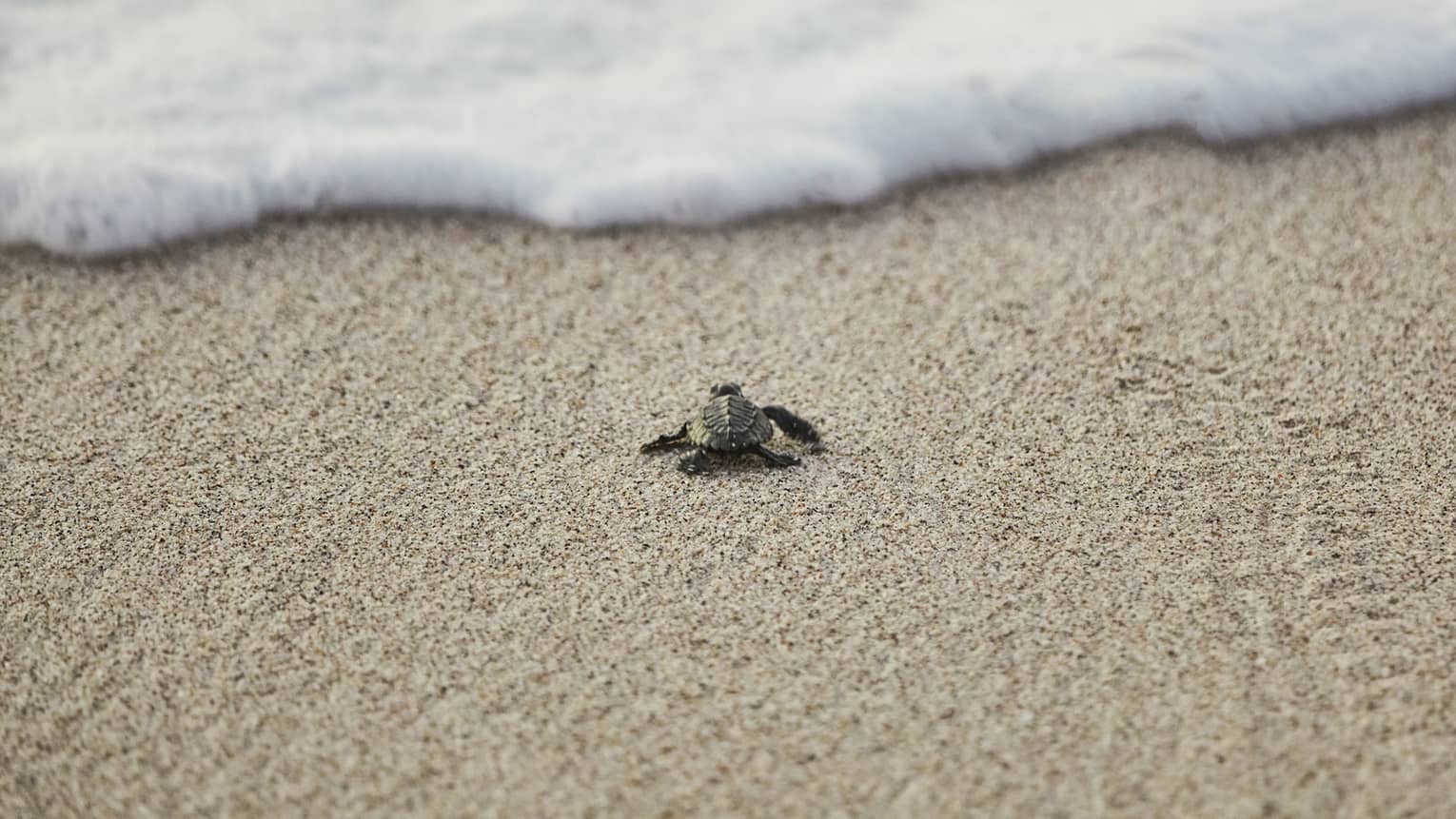Sea turtle crawls across sand beach towards ocean tide 