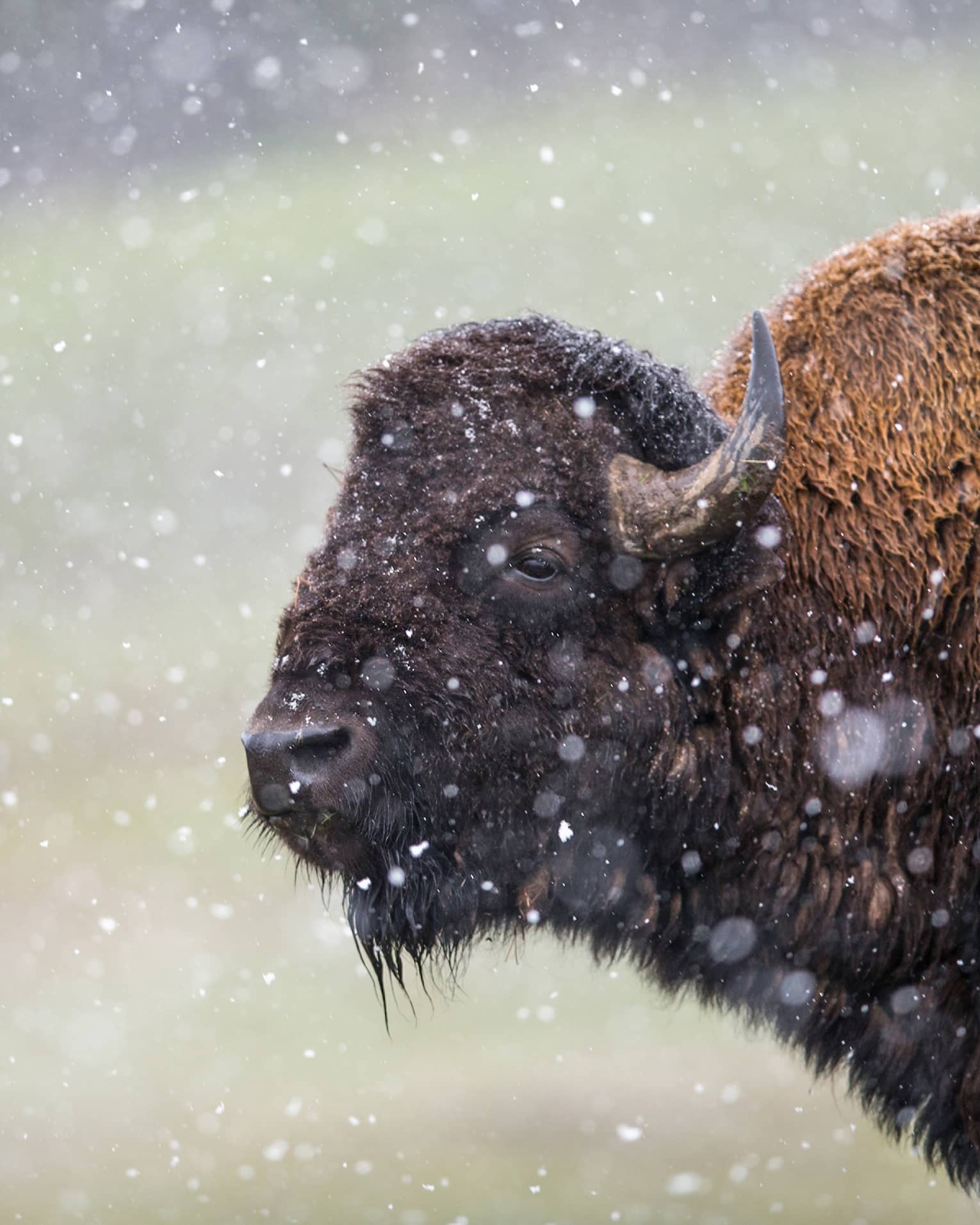 A buffalo in snow.