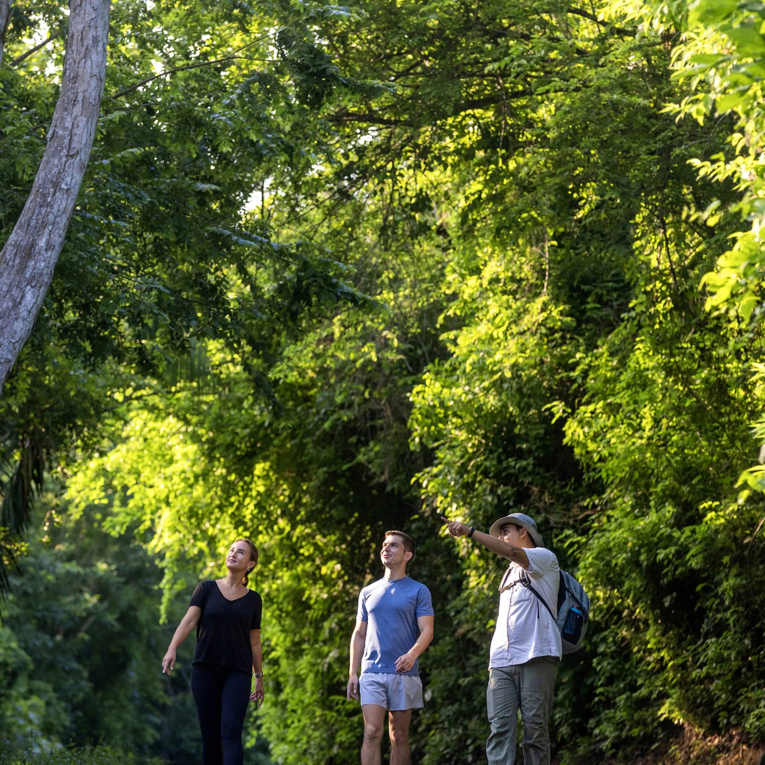 Hikers walk along a grey paved path amid trees and lush foliage as a guide points up toward something in the distance. 
