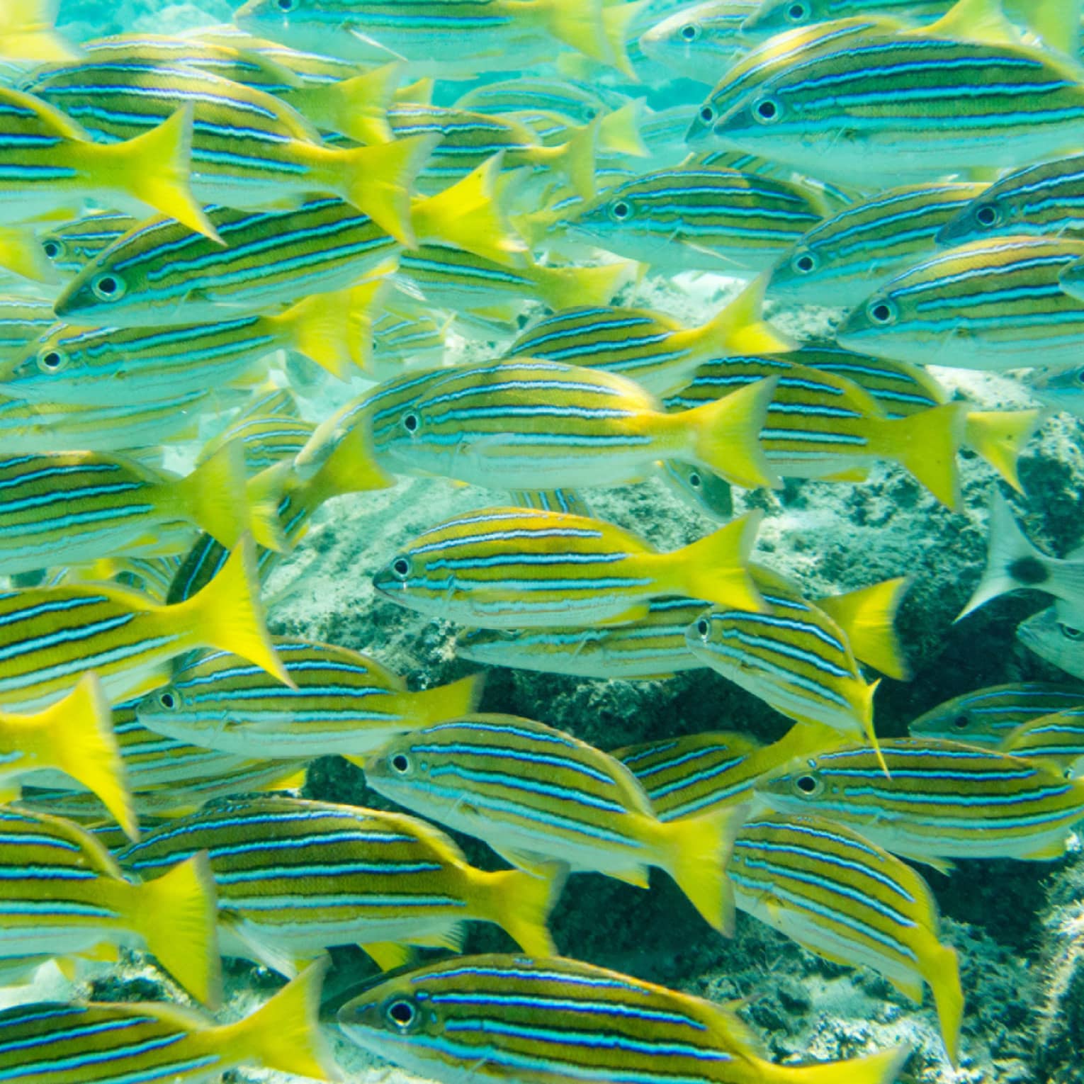 ,A school of yellow and grey fish.