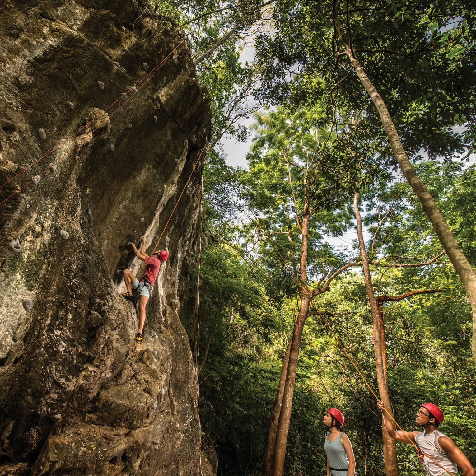 Two climbers in helmets hold climbing ropes and watch another navigate a craggy rock face, surrounded by tall, slender trees.
