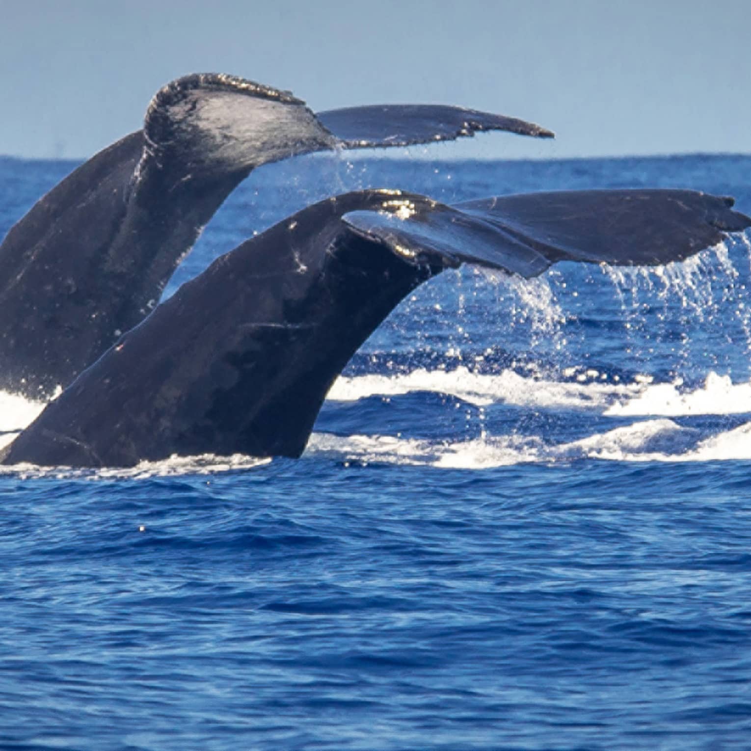 The tails of two humpback whales rise above the ocean off the coast of Maui