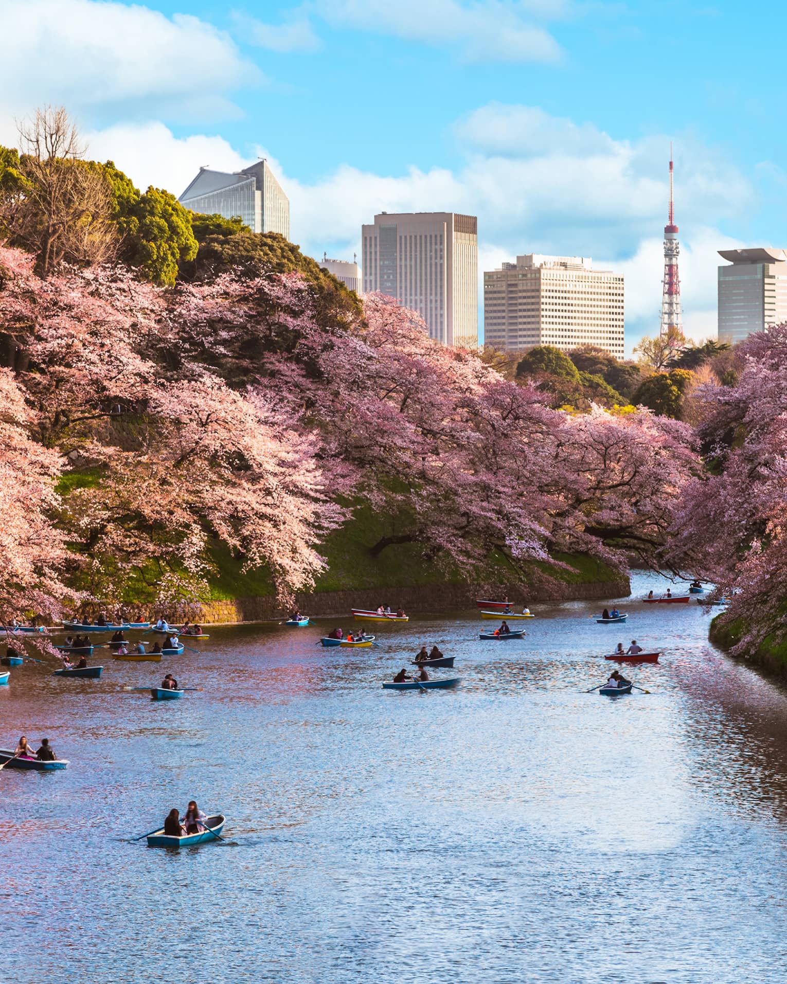 Small boats on river flanked by blooming cherry blossom trees on either side, downtown Tokyo skyscrapers in distance