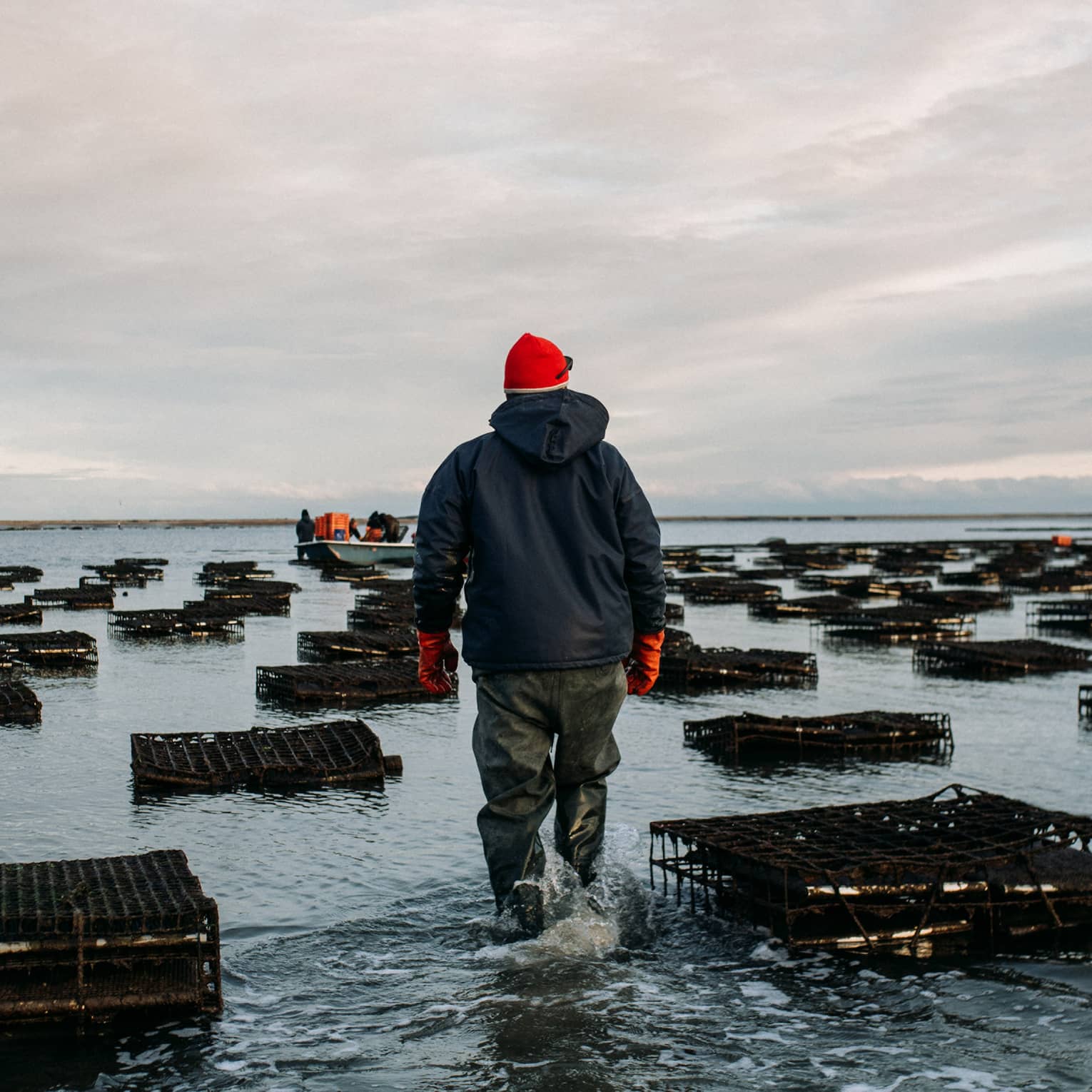 Rear view of an oyster farmer in a red hat wading through shallow water amid floating oyster cages under a cloudy sky. 