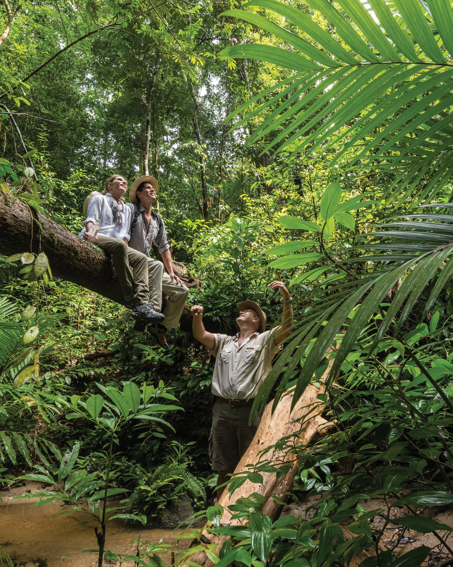 Giant foliage in a lush rainforest, two hikers seated high up on a fallen tree trunk, a guide below, all gazing at the sky.