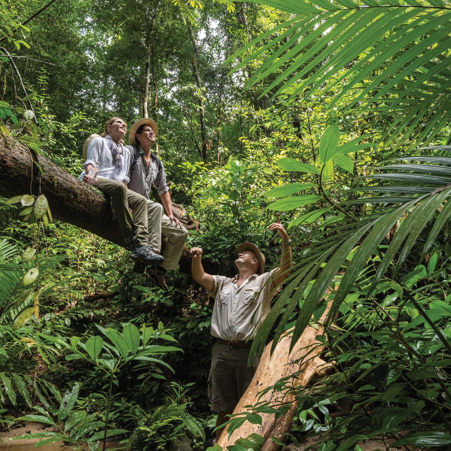 Giant foliage in a lush rainforest, two hikers seated high up on a fallen tree trunk, a guide below, all gazing at the sky.