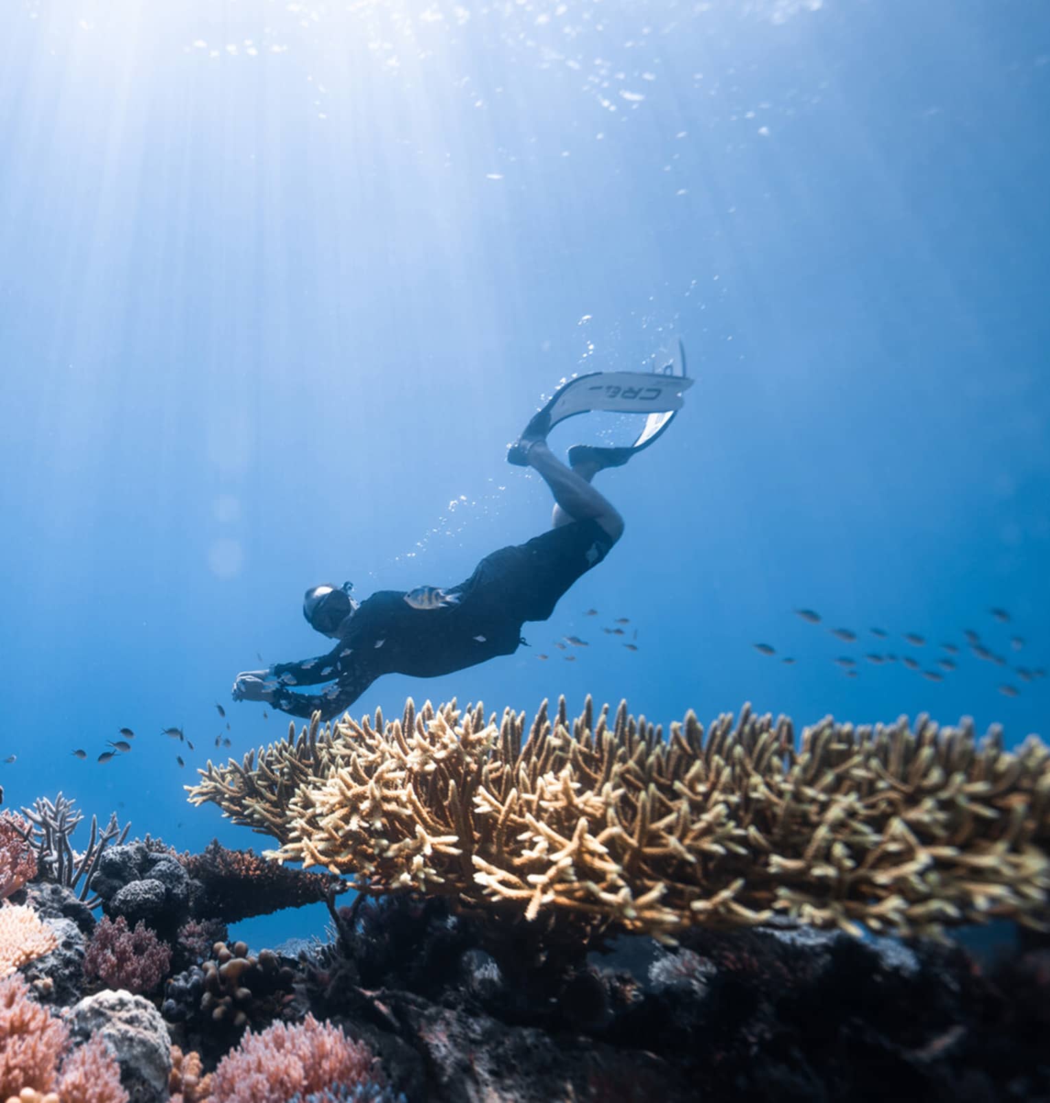 ,A person scuba dives over a colorful coral reef