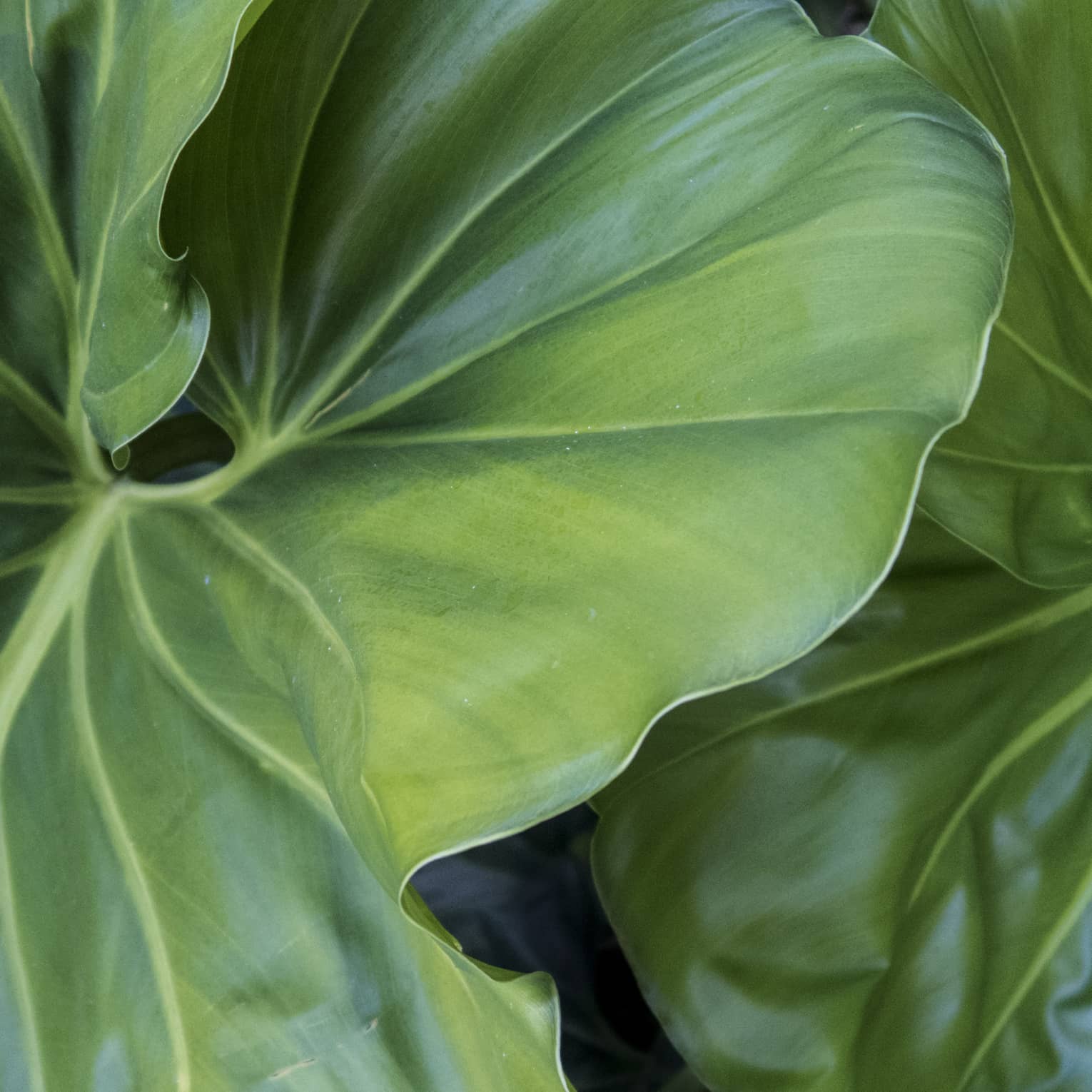 Close-up of large tropical leaves 