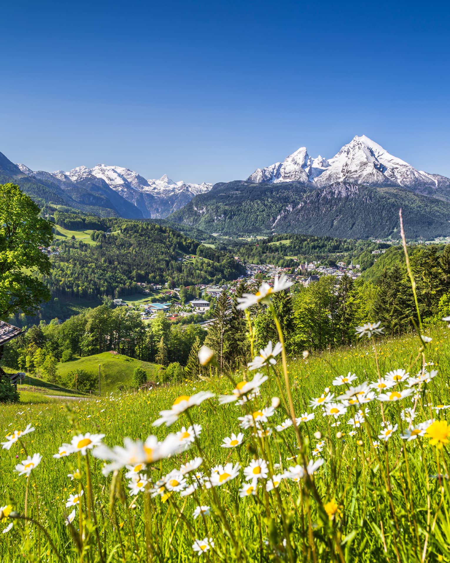 Field of wildflowers