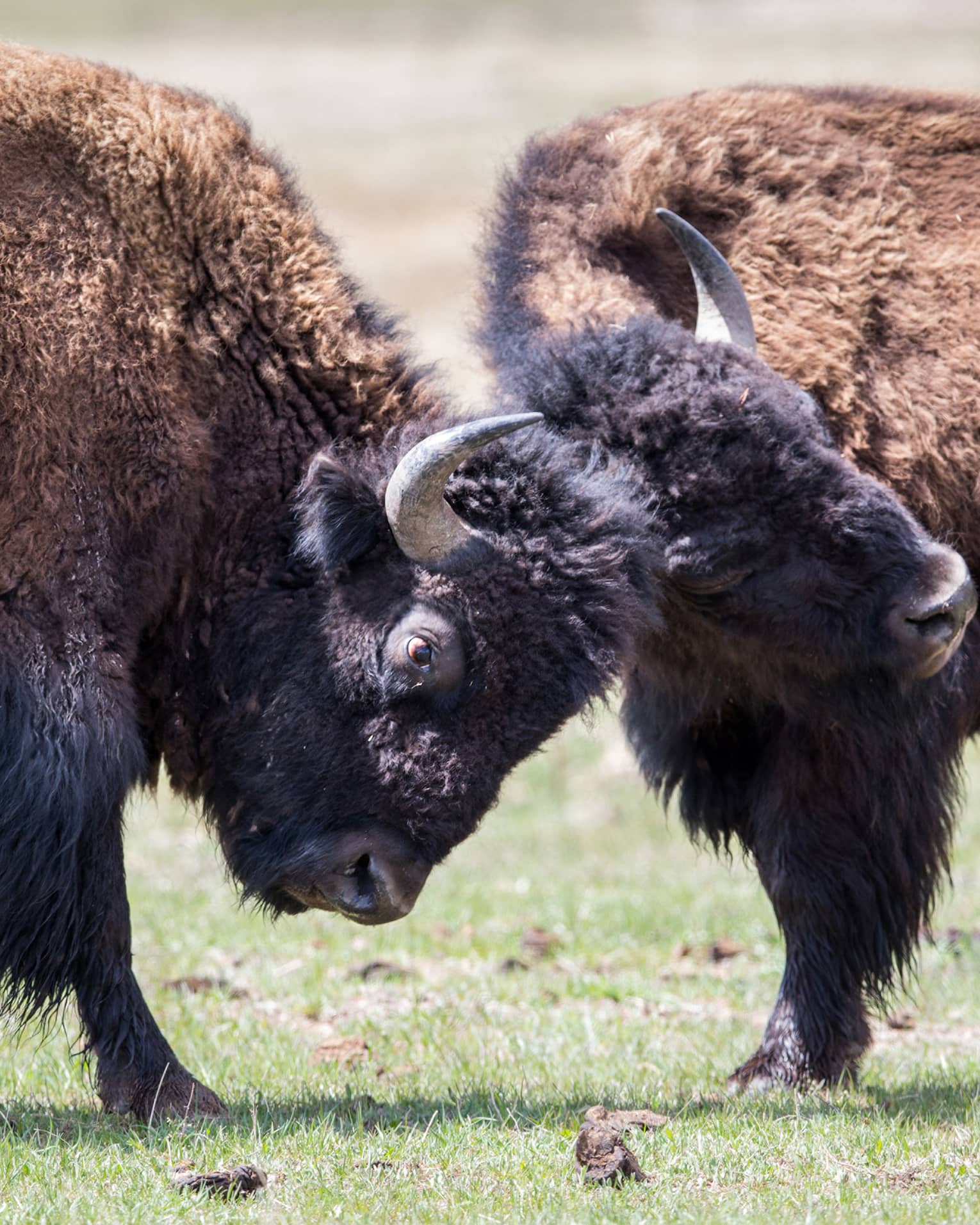 Close-up of two bison locking horns on green pasture