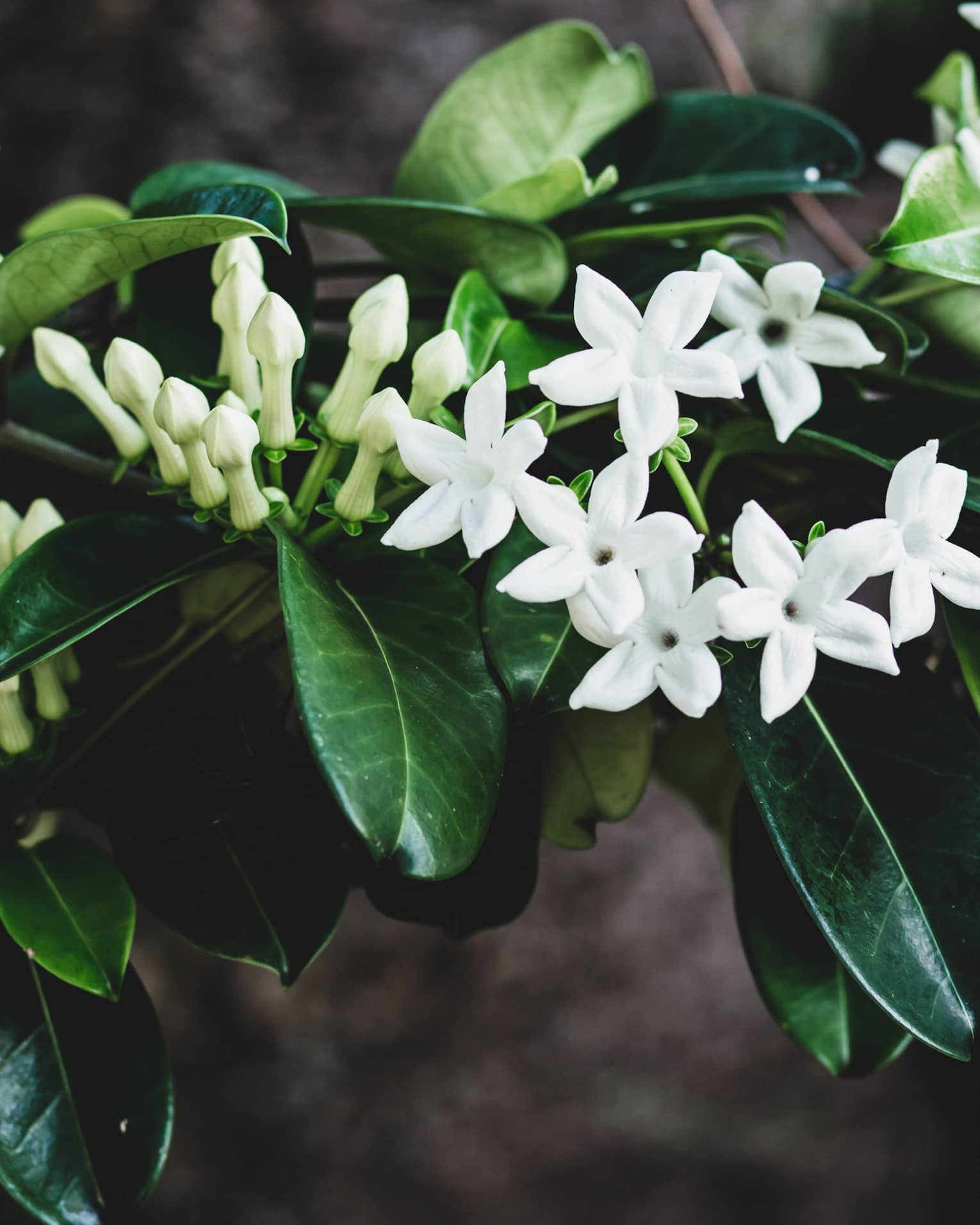 Tropical plant native to Hawaii with dark green leaves, white flowers and pale green buds