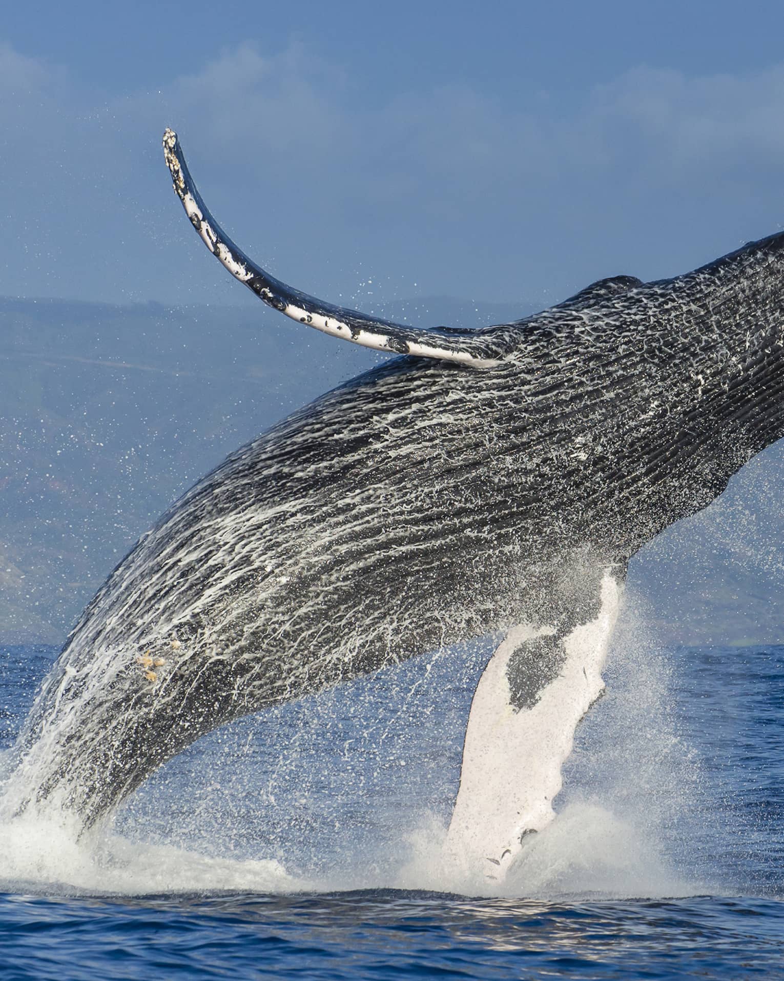 A humpback whale almost fully airborne as it breaches the ocean’s surface, a white veil of water spray falling from its body.