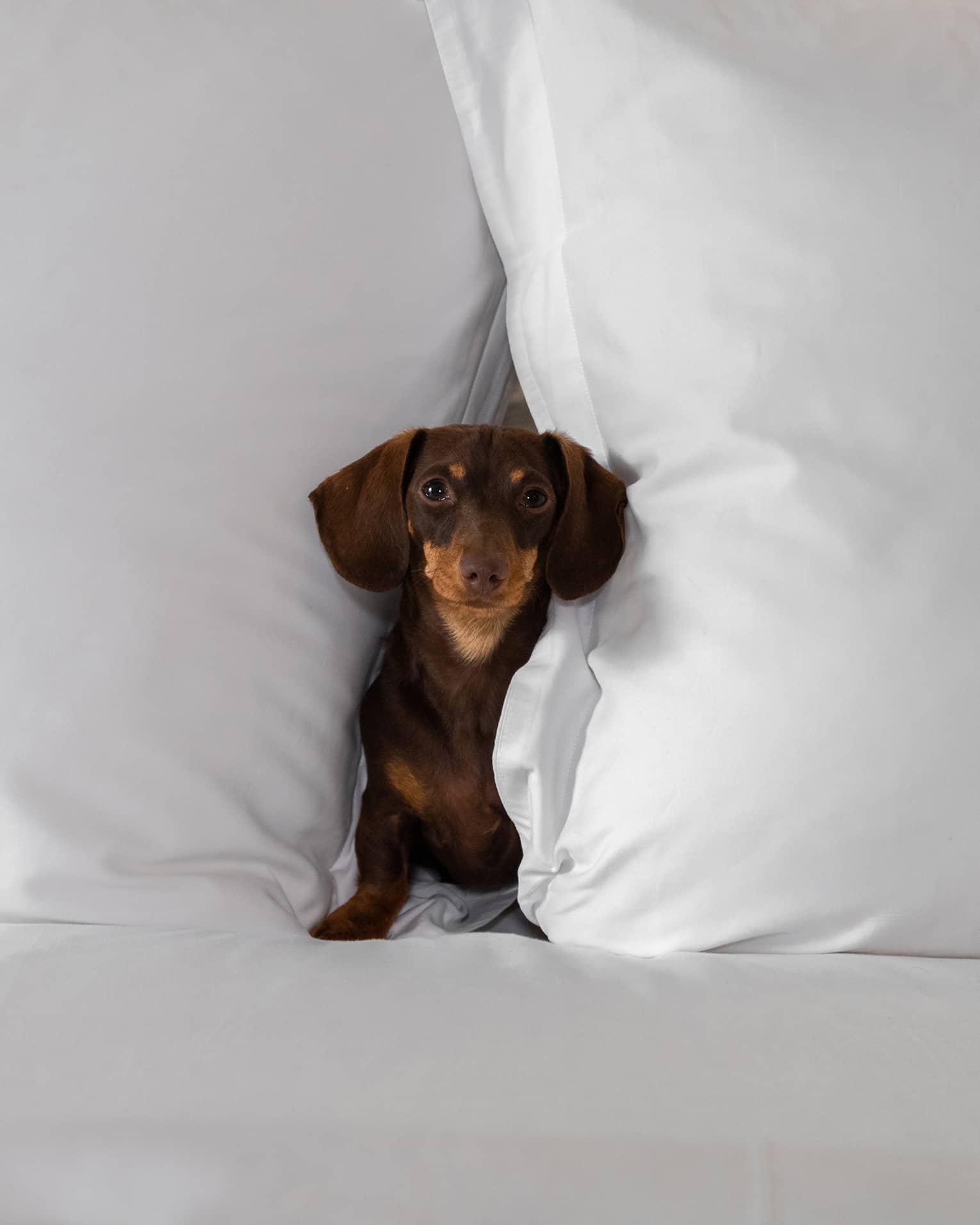 Small brown dachshund nestled between two large white pillows on a bed at the pet-friendly hotel