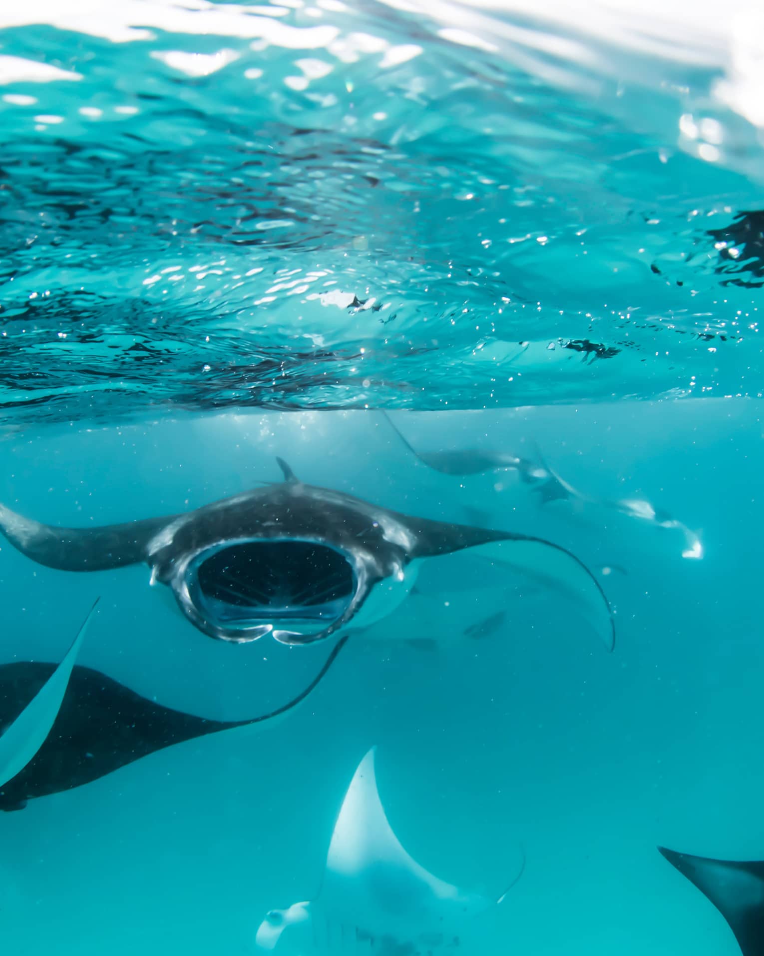 Manta rays swimming underwater