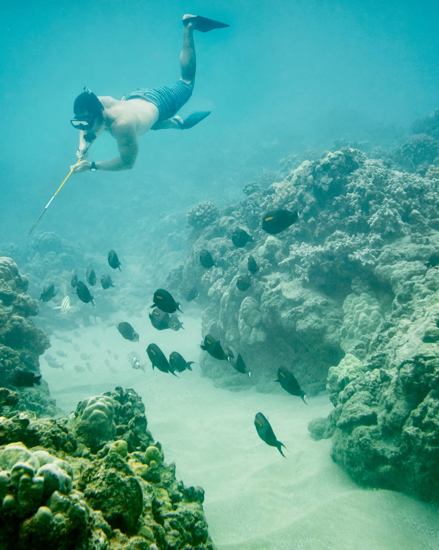 A man scuba diving near a school of fish