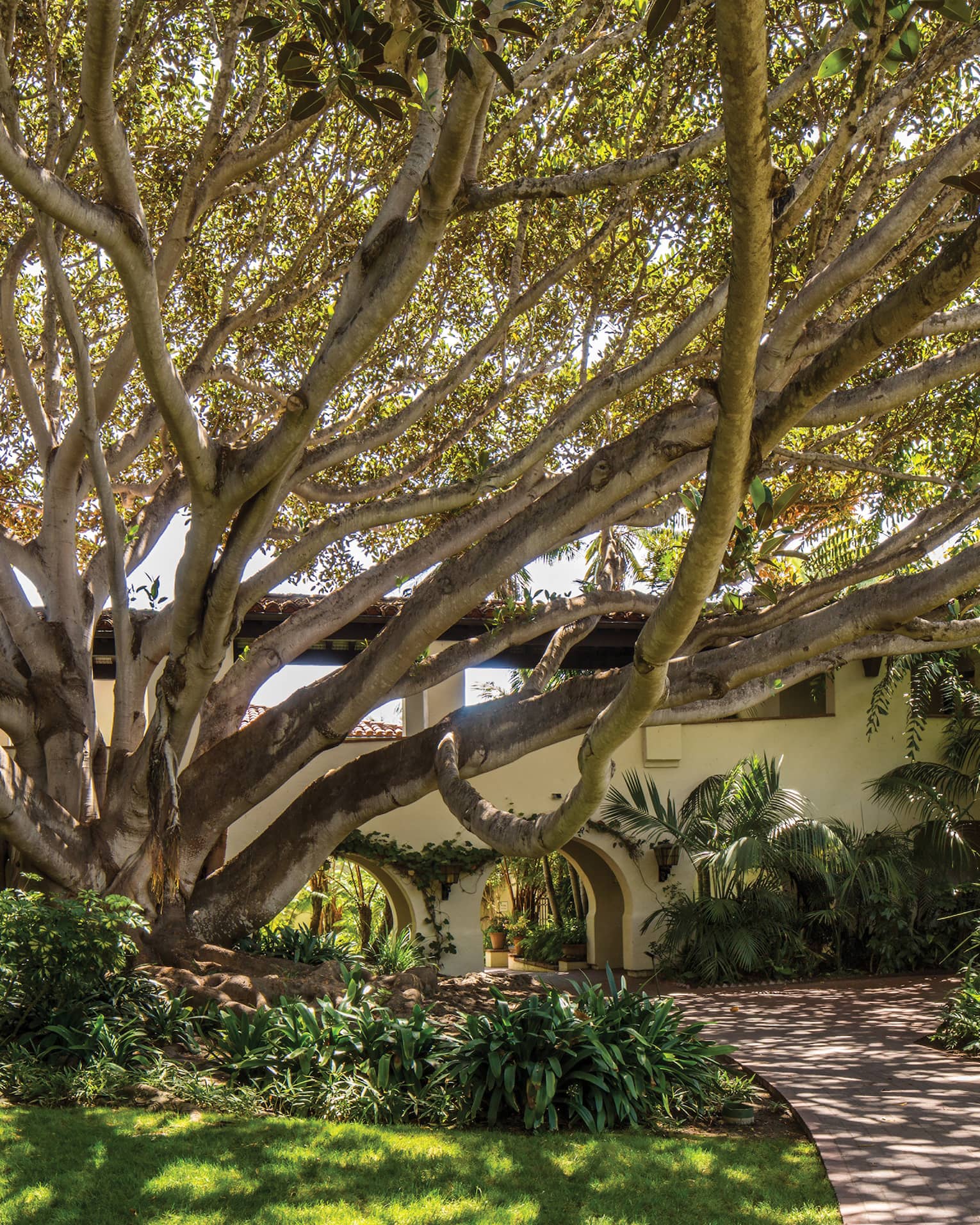 An up-close shot of a Spanish Colonial-style building surrounded by lush greenery and a Moreton Bay fig tree in front
