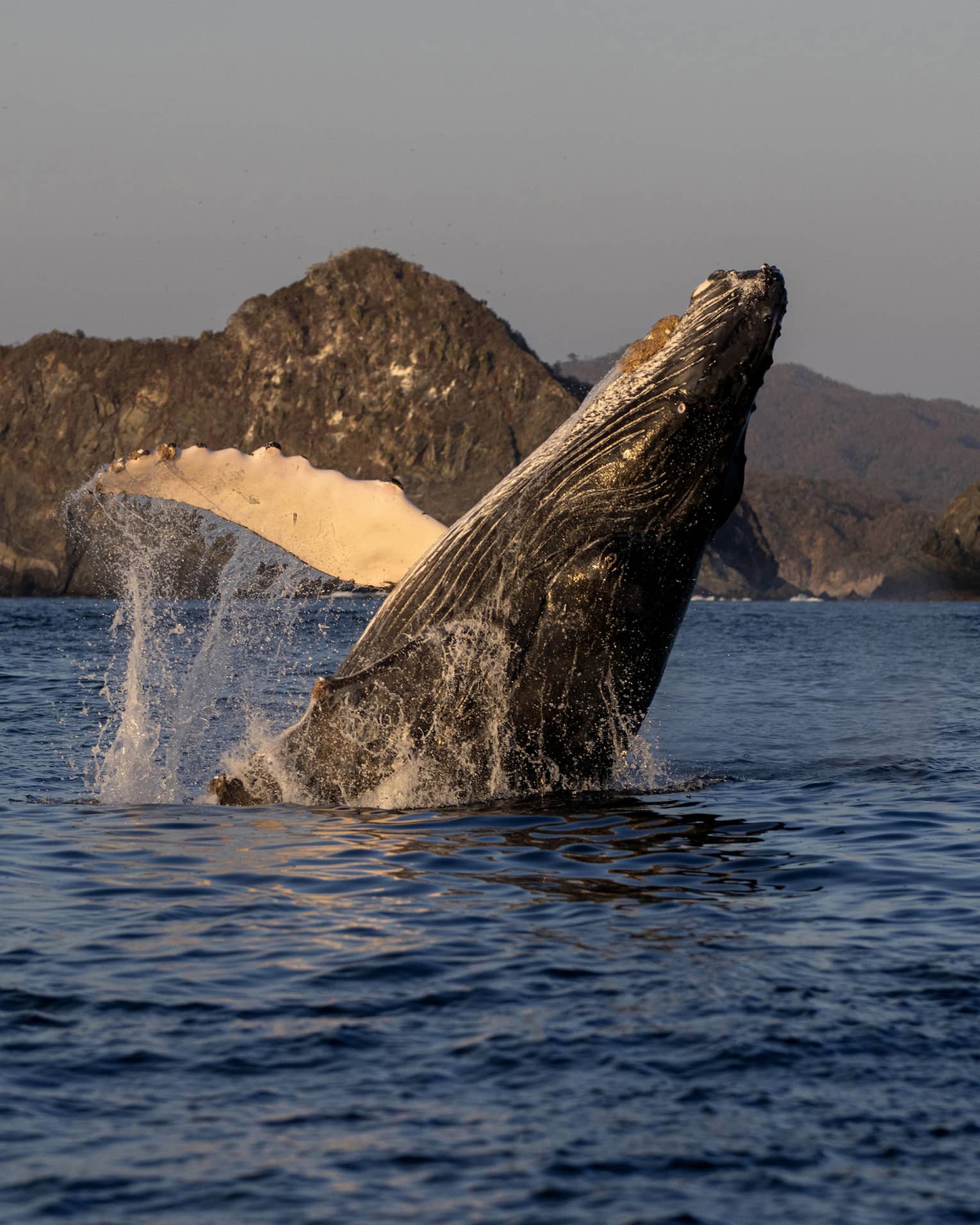 In soft morning light, a majestic humpback whale breaches, water cascading off its front flipper, distant mountains beyond. 