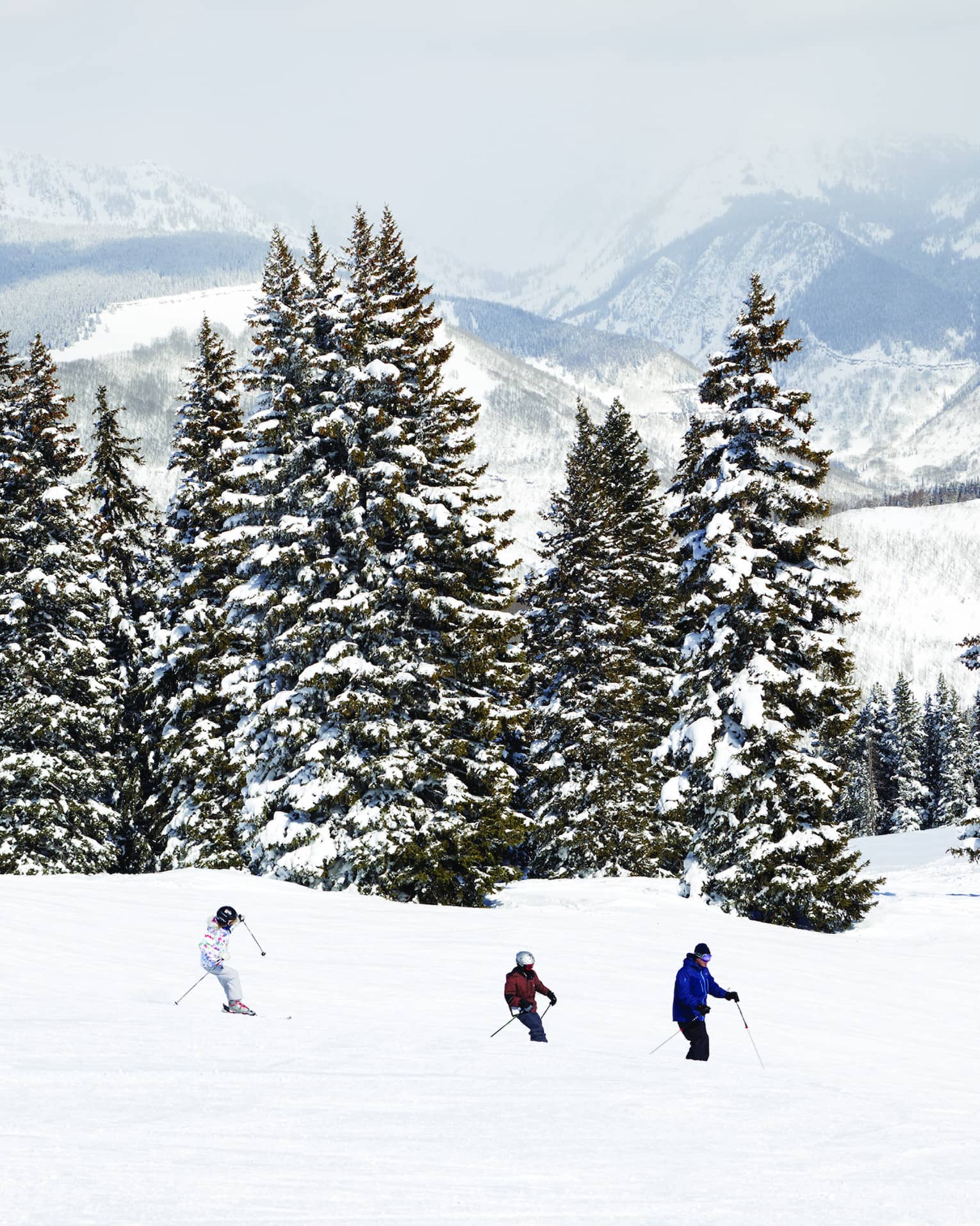 A few people skiing on snow by large green trees covered in snow.