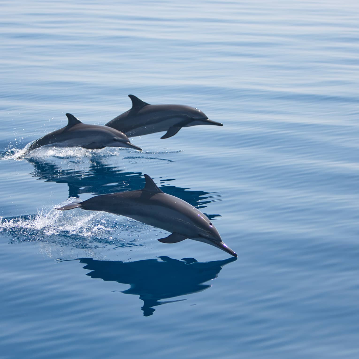 Pod of dolphins