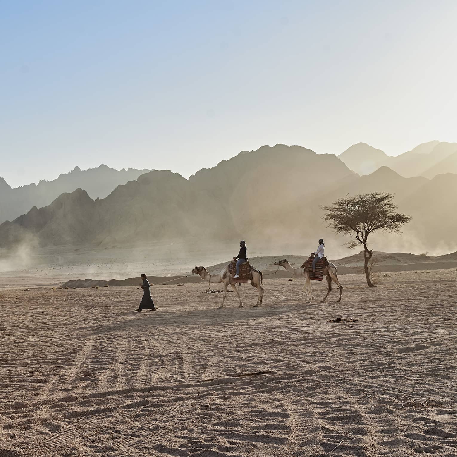 A guide lead two people riding camels in desert near small tree