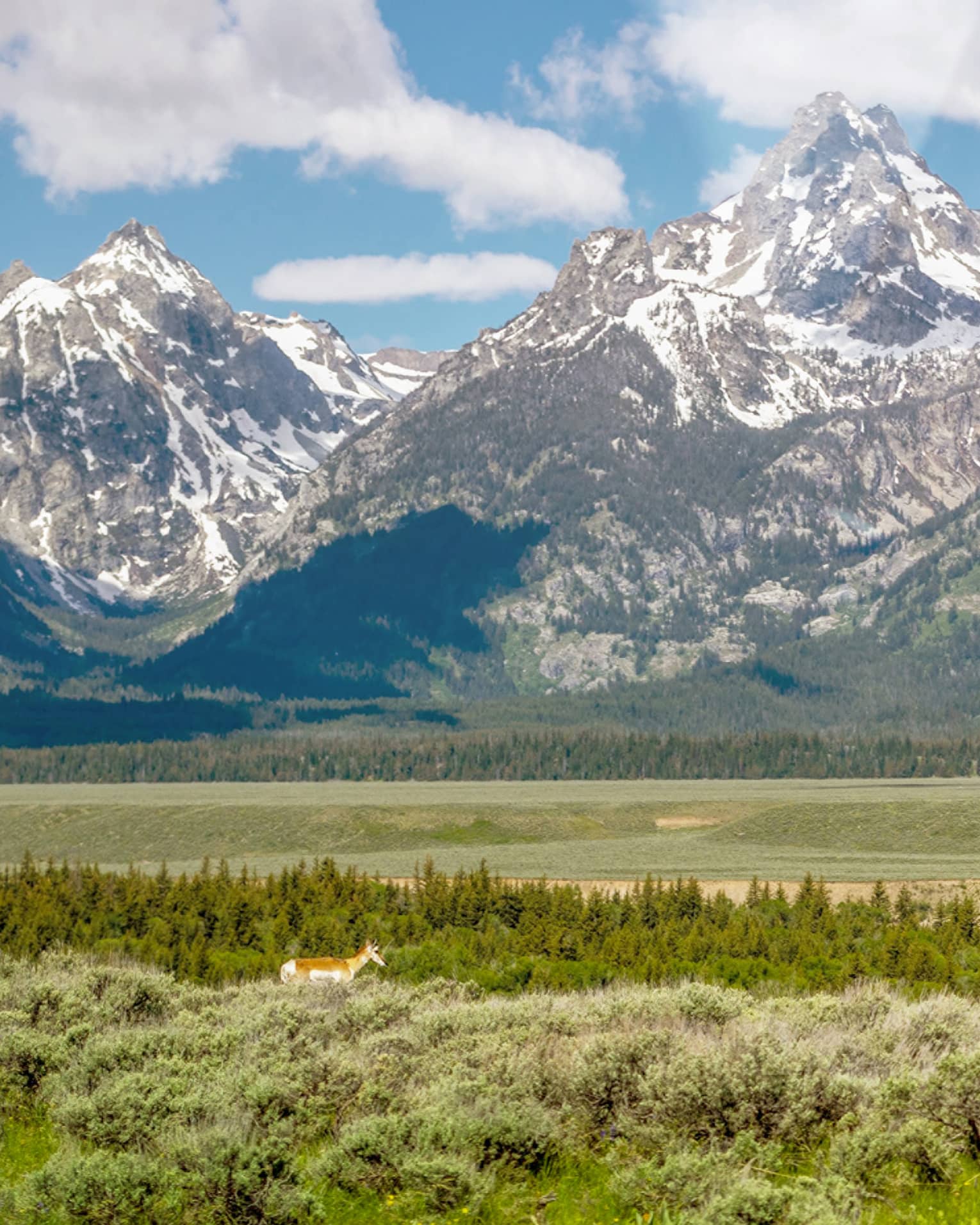An elk lingers in the verdant expanse on a sunny day with snowcapped mountains in the distance