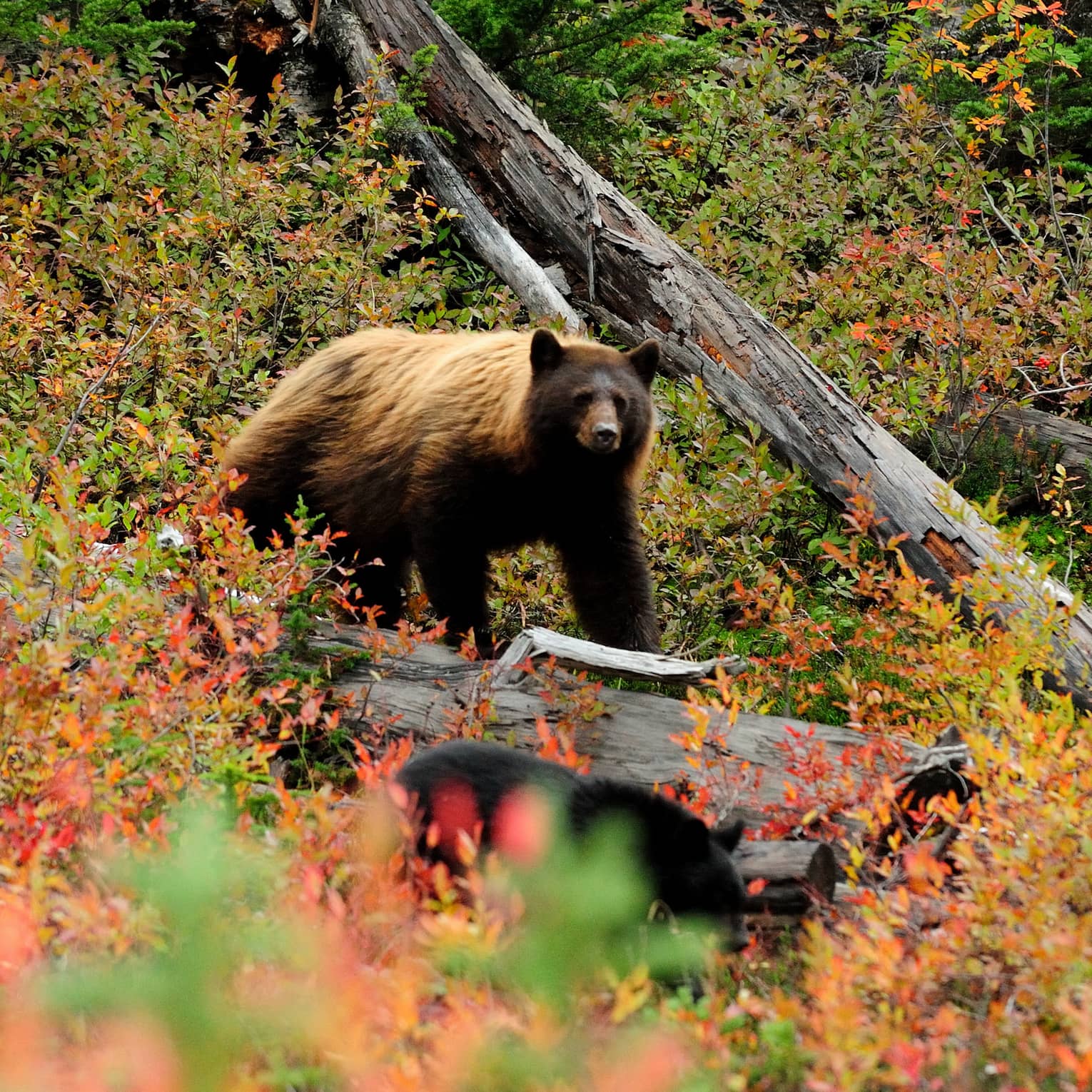 Large bear stands in forest between log, trees with red-and-orange autumn leaves