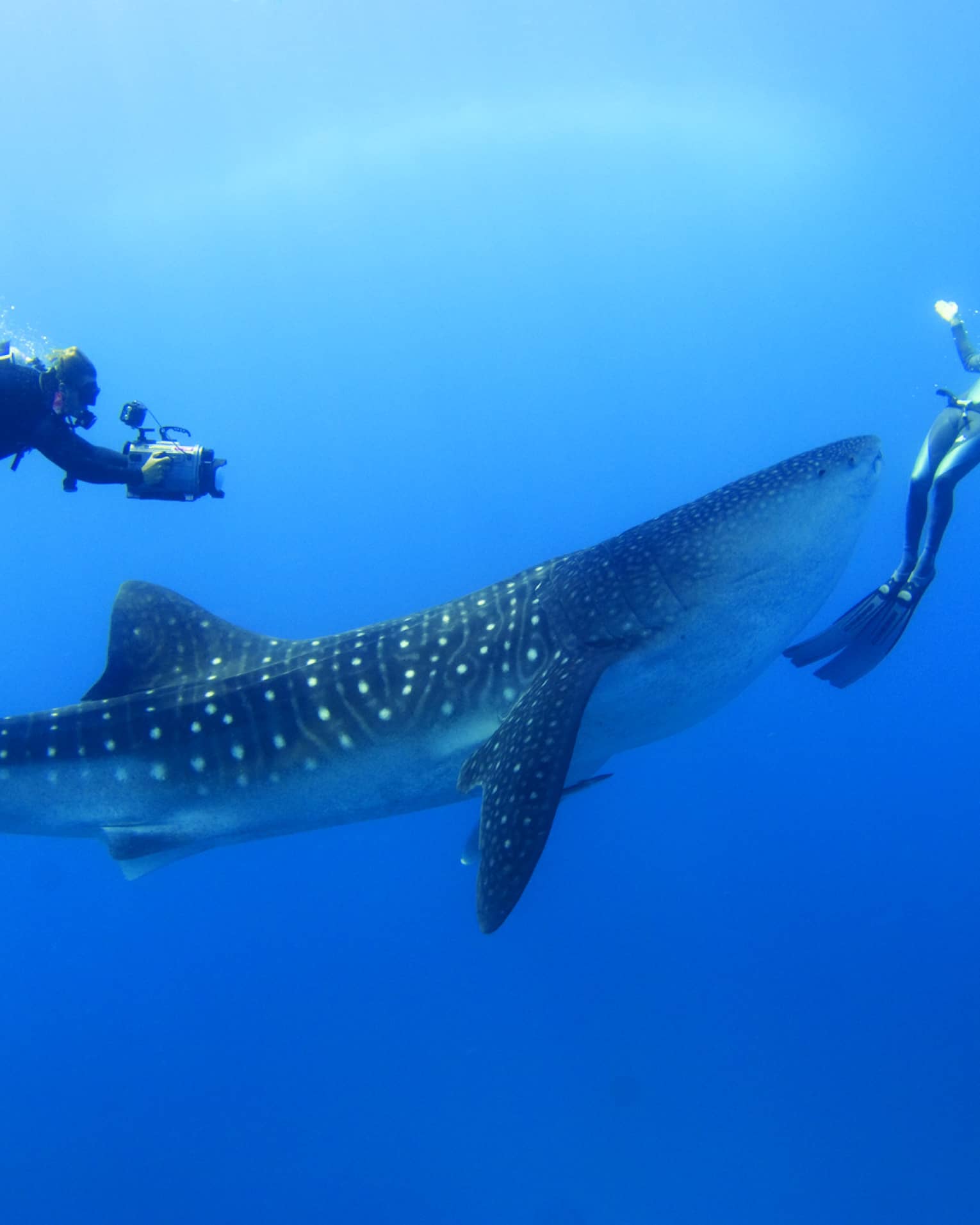 Two scuba divers swim around, film spotted whale shark underwater