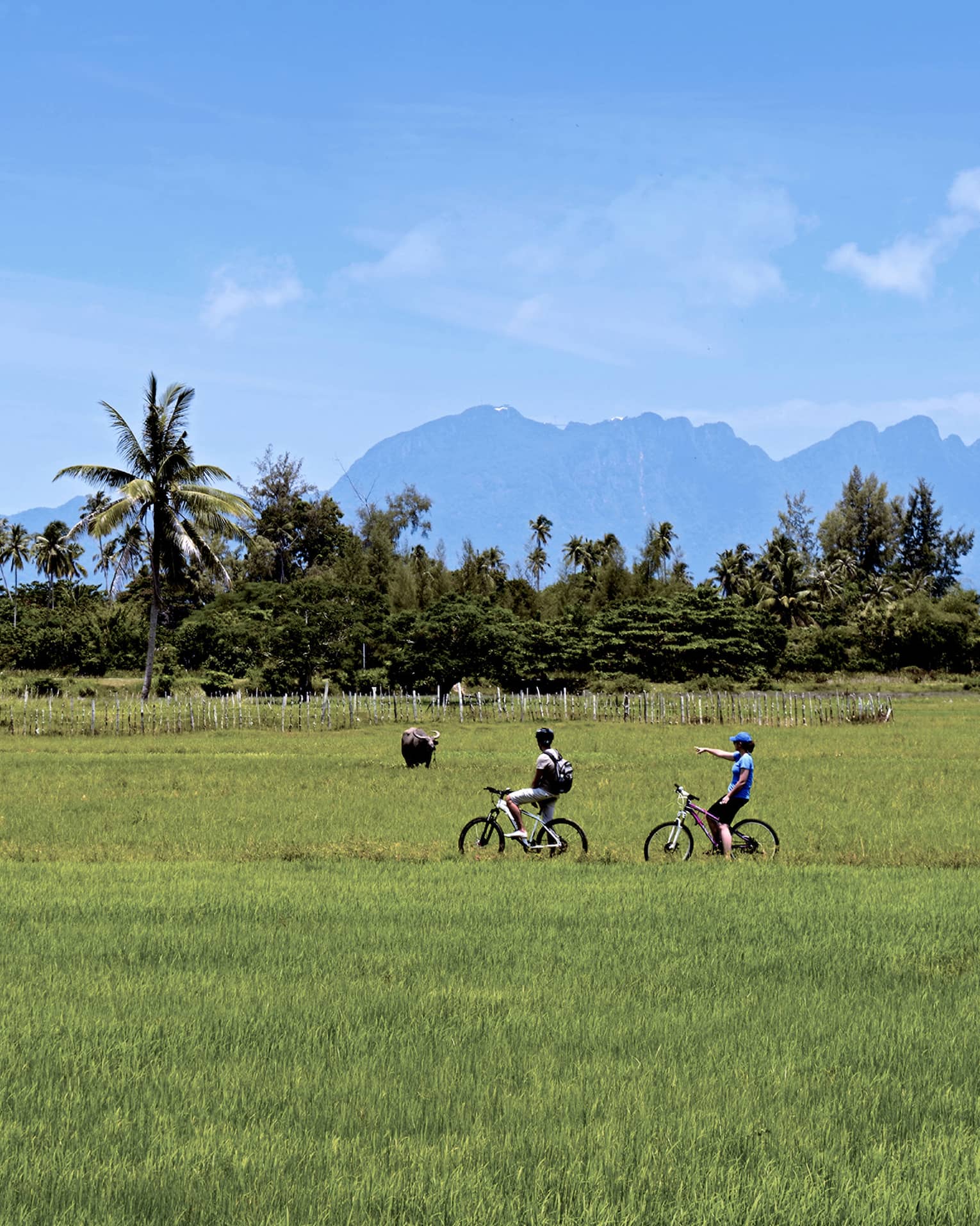 Couple riding bicycles through grassy field, tropical trees, mountains in distance