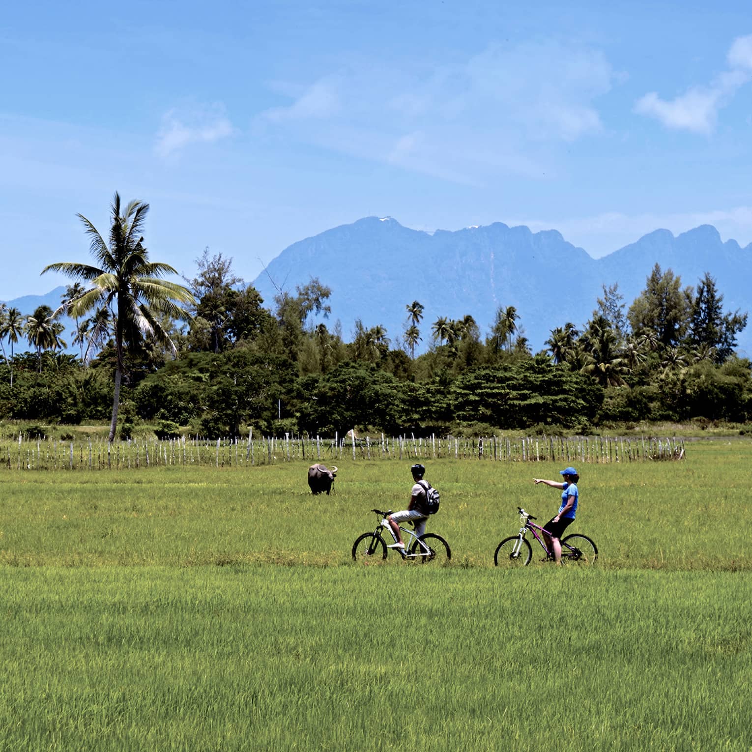 Couple riding bicycles through grassy field, tropical trees, mountains in distance