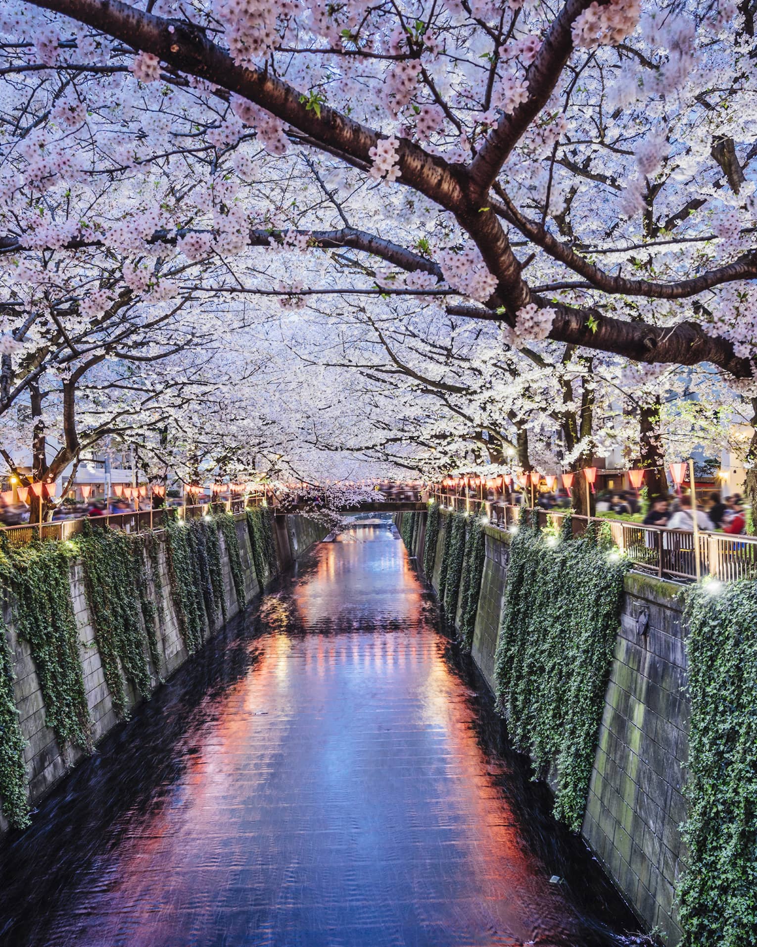 Vines along canal walls under cherry trees, crowds along walkway at dusk
