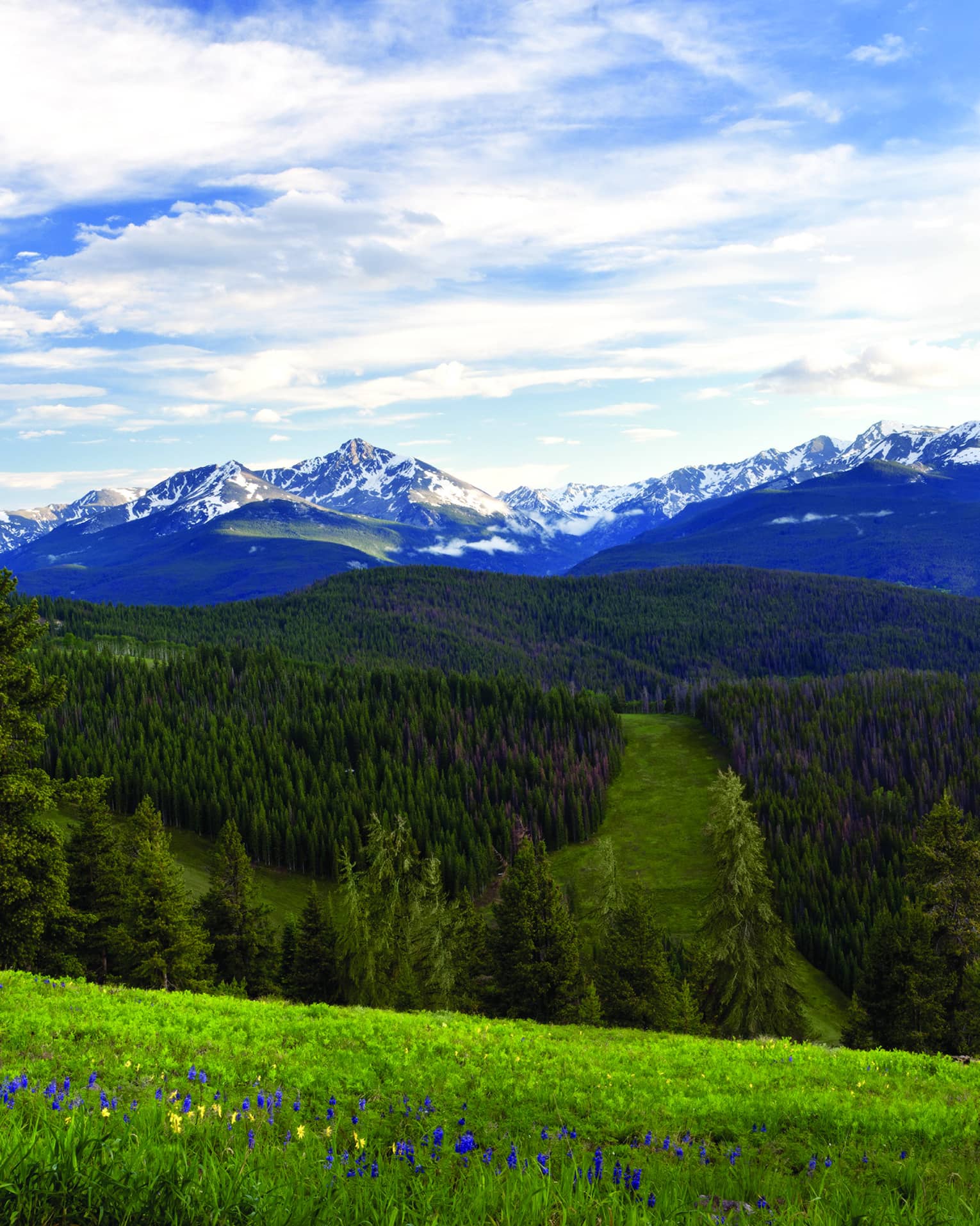 View of the mountains and forest with purple and yellow flowers.