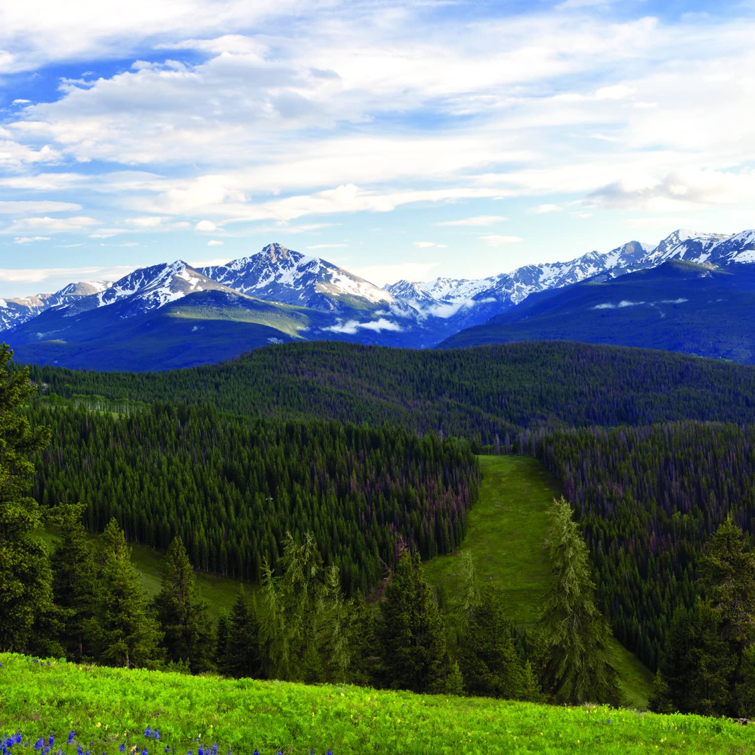 View of the mountains and forest with purple and yellow flowers.