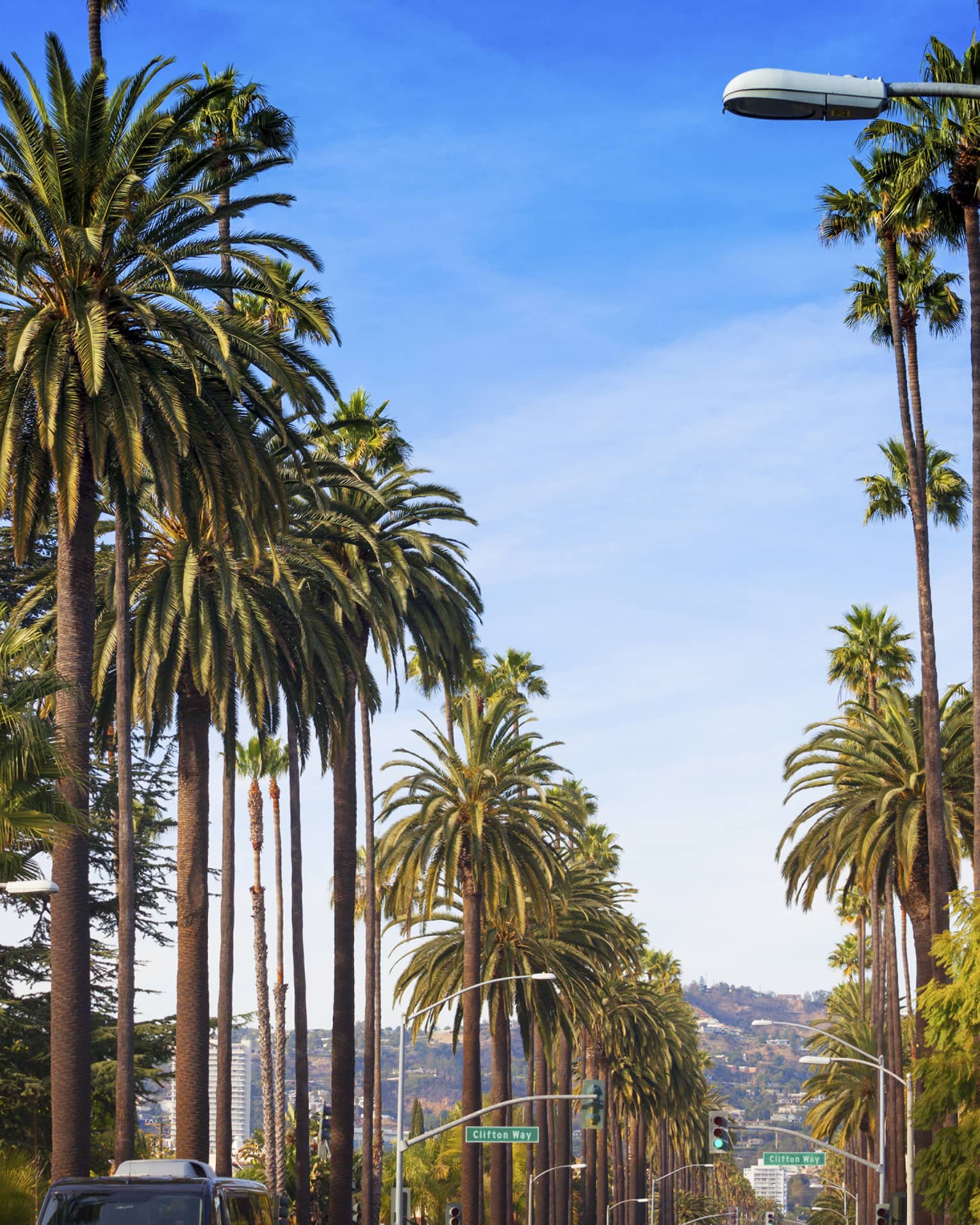Against a sunny blue sky, the iconic hills of Los Angeles in the background, soaring palm trees line a car-filled boulevard.