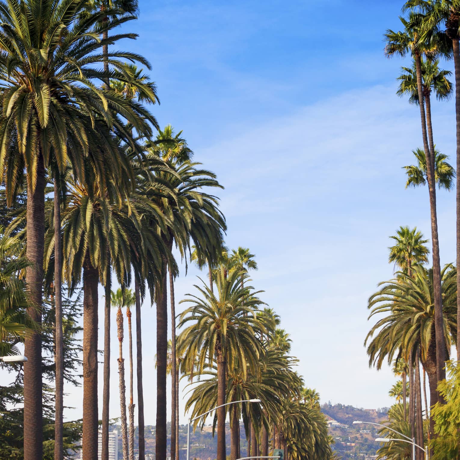Against a sunny blue sky, the iconic hills of Los Angeles in the background, soaring palm trees line a car-filled boulevard.