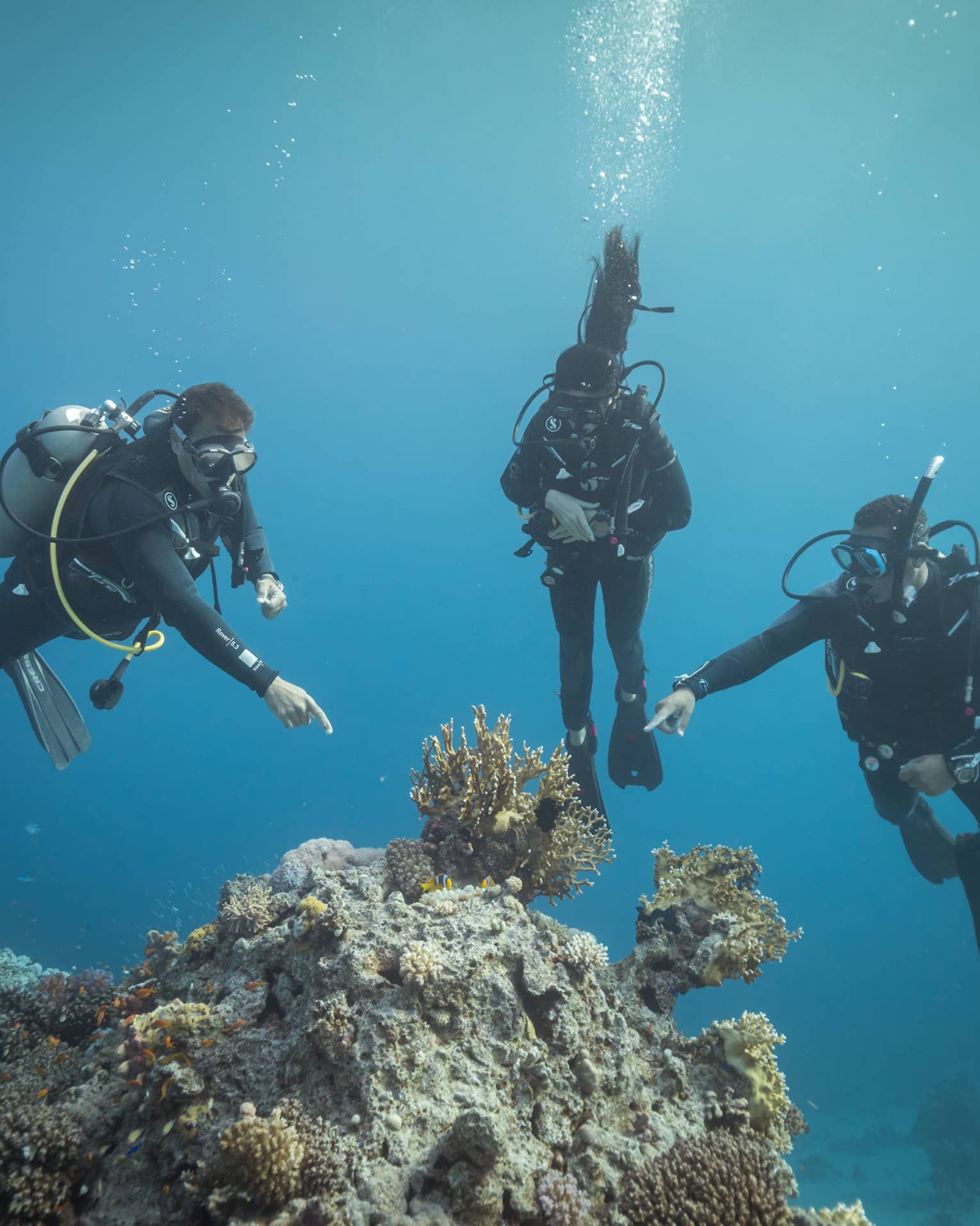 Front view of three scuba divers in clear, dark waters; two divers point at a group of yellow coral protruding from the rock.