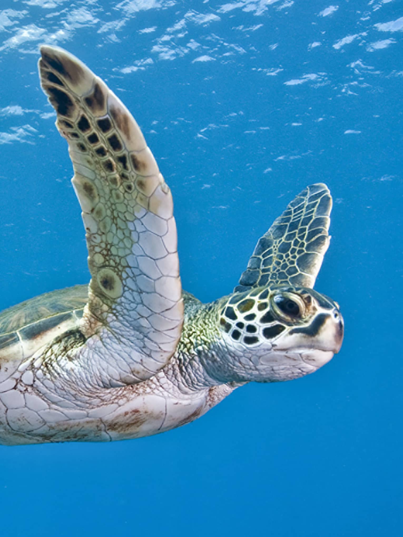 Side view of a magnificent green sea turtle. With outstretched flippers, it navigates the sparkling blue waters.