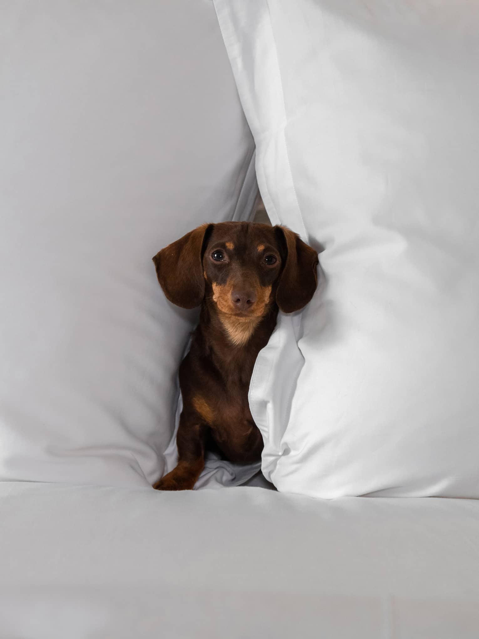 Small brown dachshund nestled between two large white pillows on a bed at the pet-friendly hotel