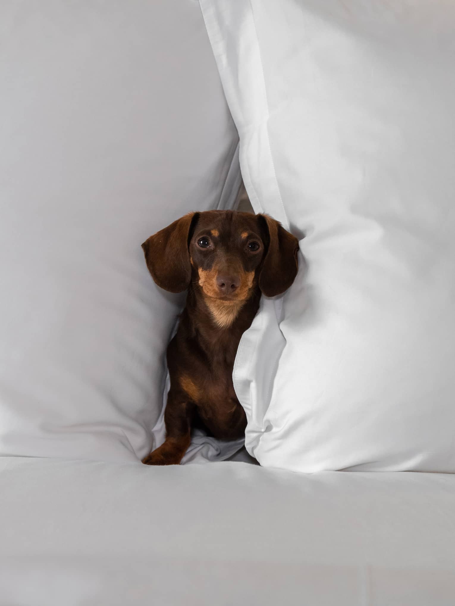 Small brown dachshund nestled between two large white pillows on a bed at the pet-friendly hotel