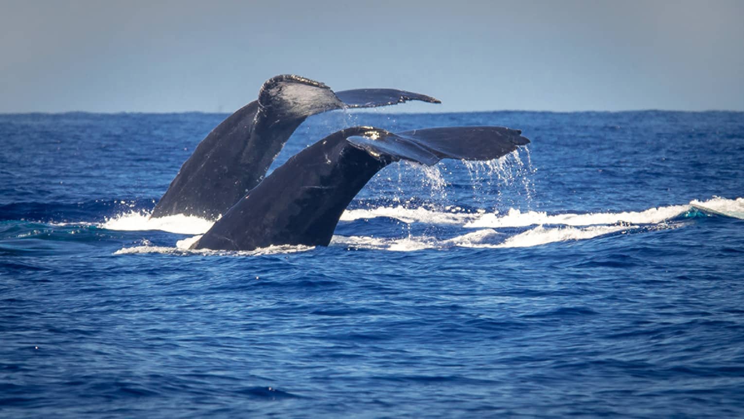 The tails of two humpback whales rise above the ocean off the coast of Maui
